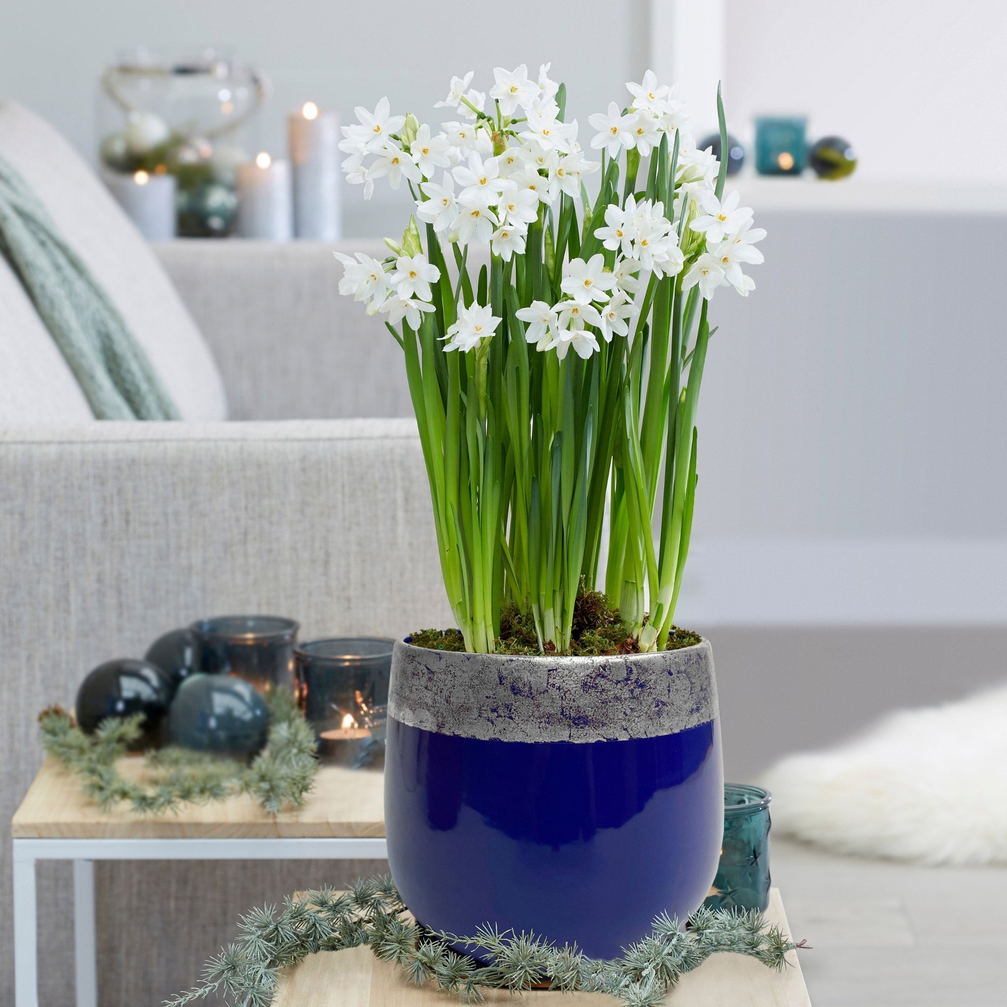Longfield Gardens Paperwhite 'Ziva' Gift Kit, 5 bulbs | Costco