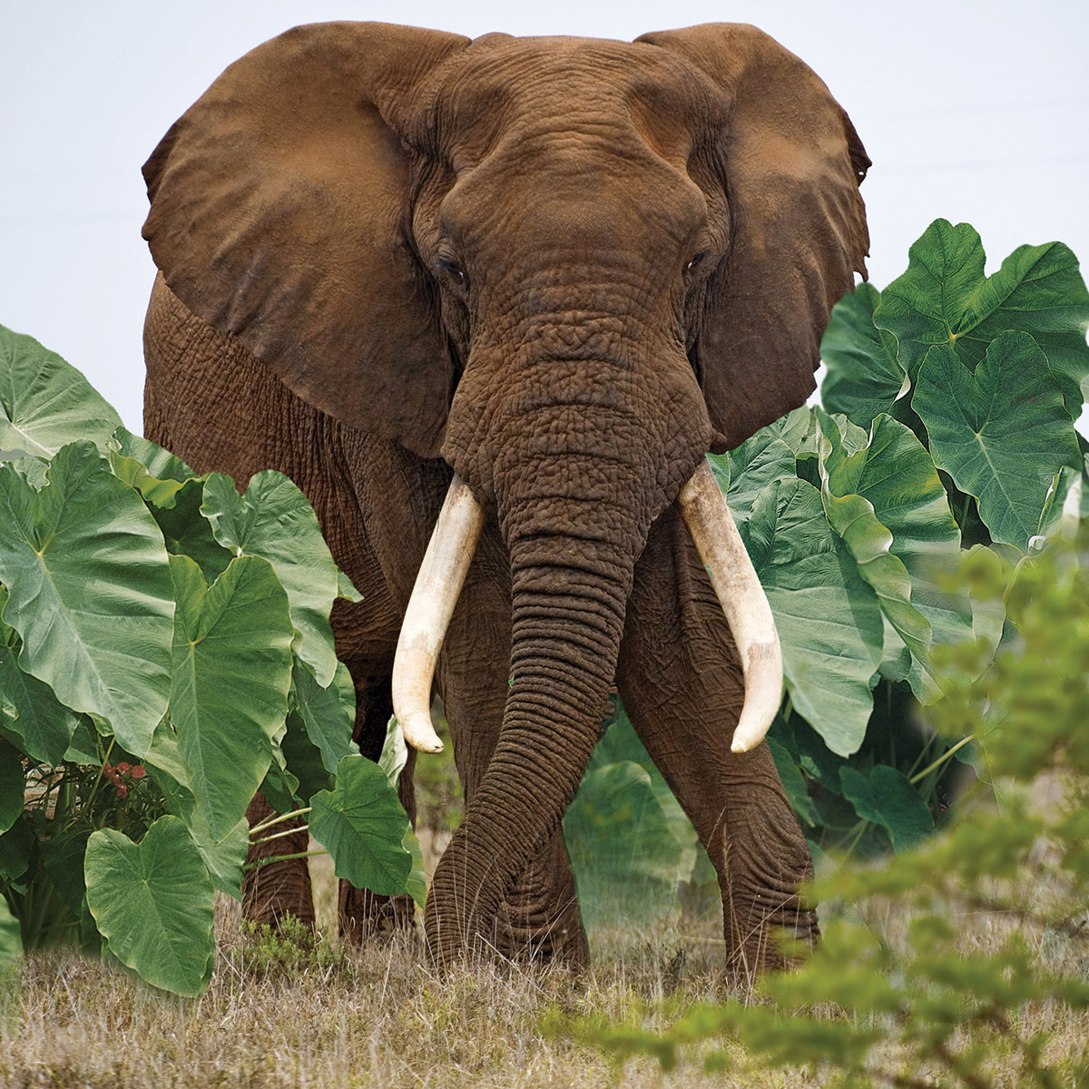 Enlarge Product Preview 5