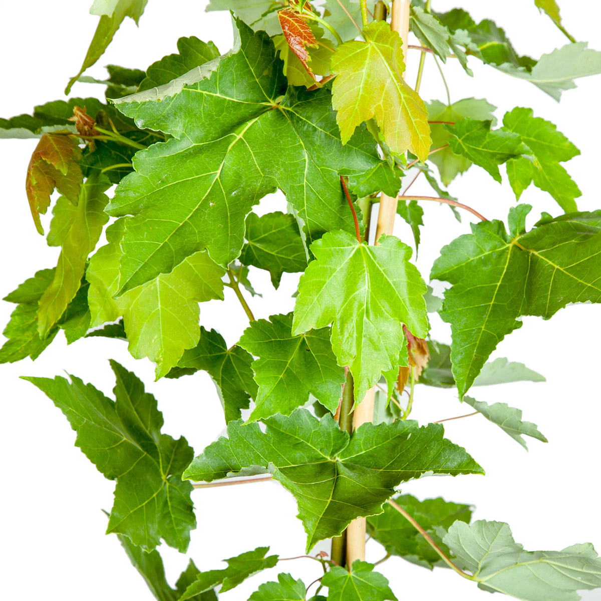 Enlarge Product Preview 4