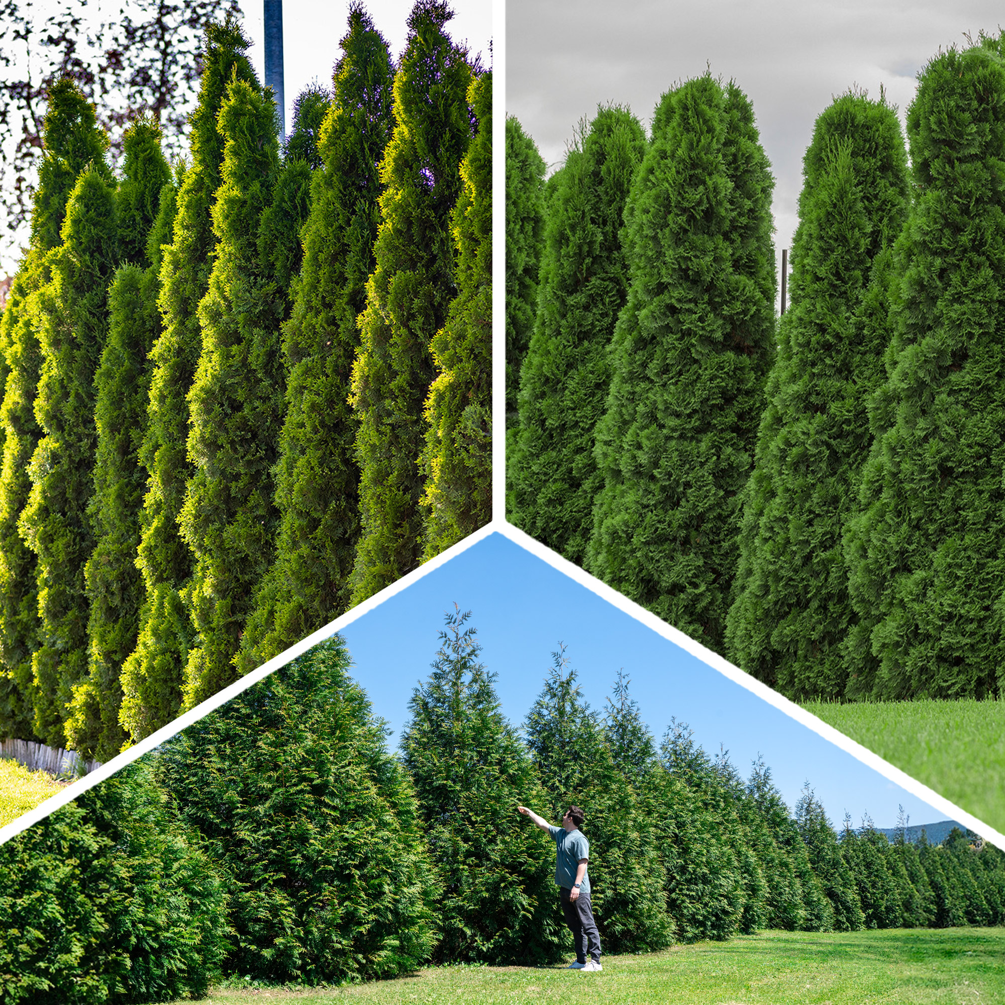 Enlarge Product Preview 8