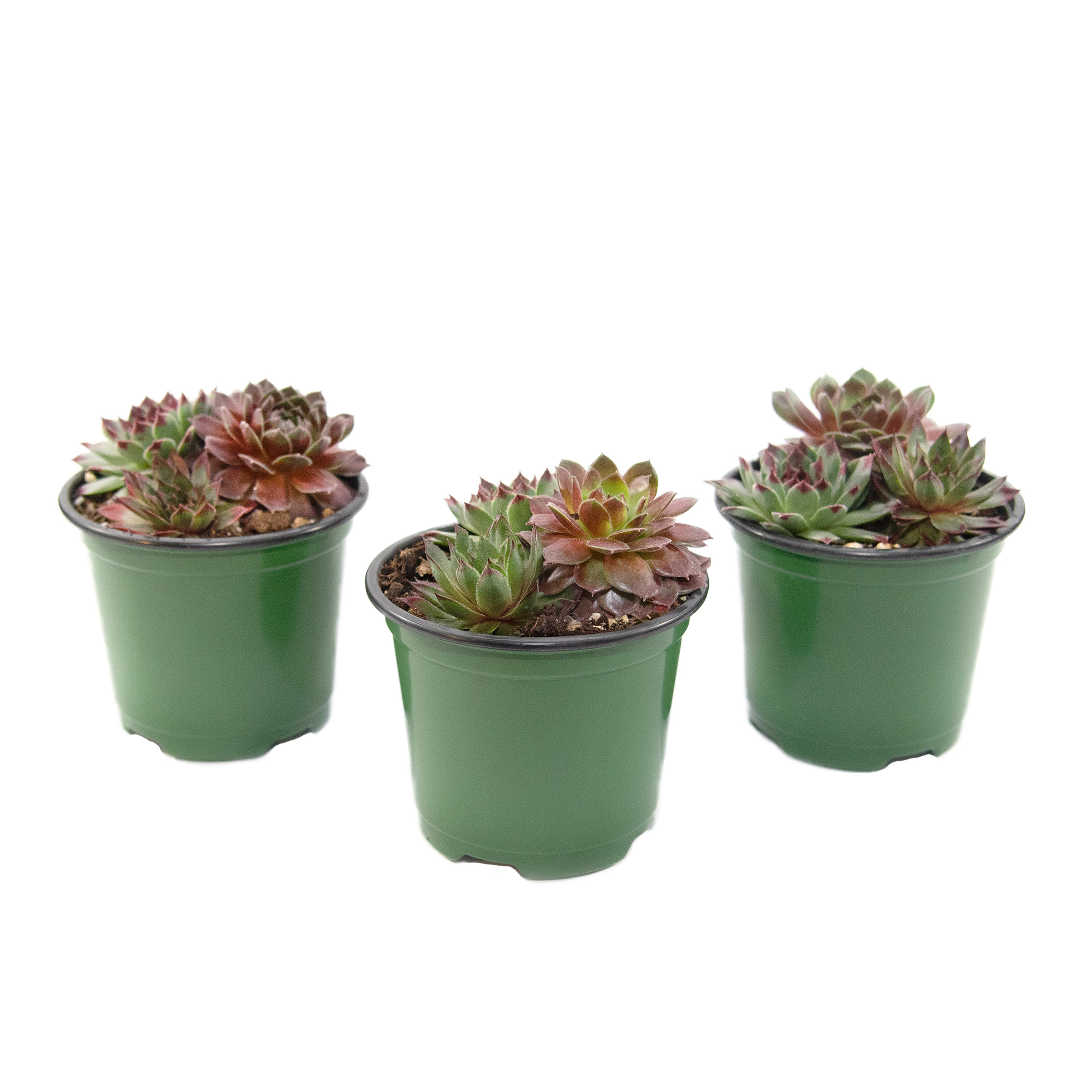 Enlarge Product Preview 2