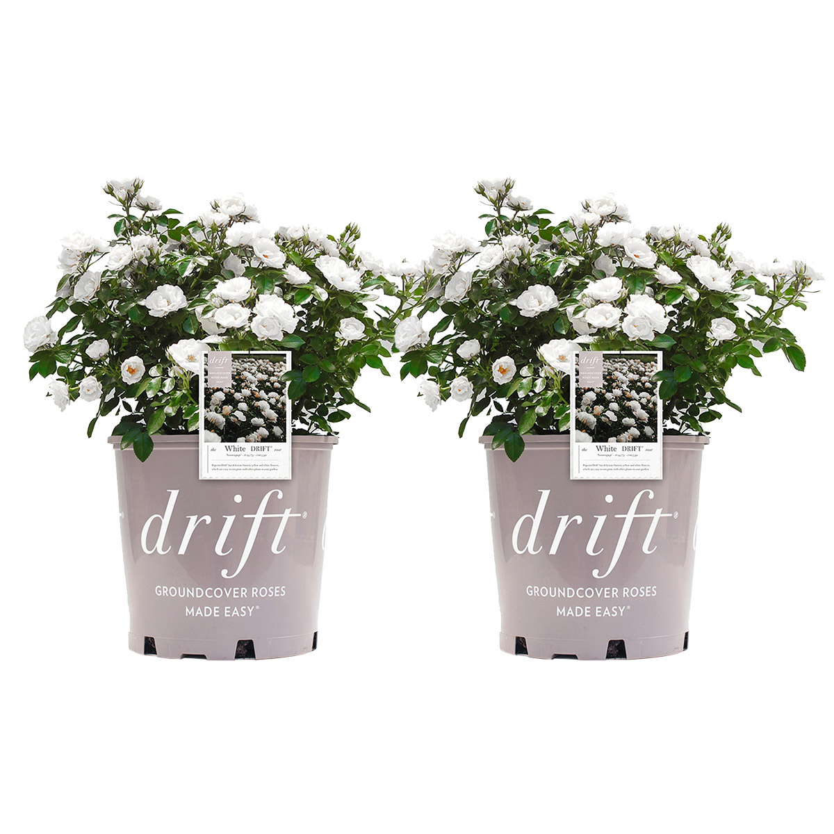 Drift Rose Bush 3 Gal.  2-pack