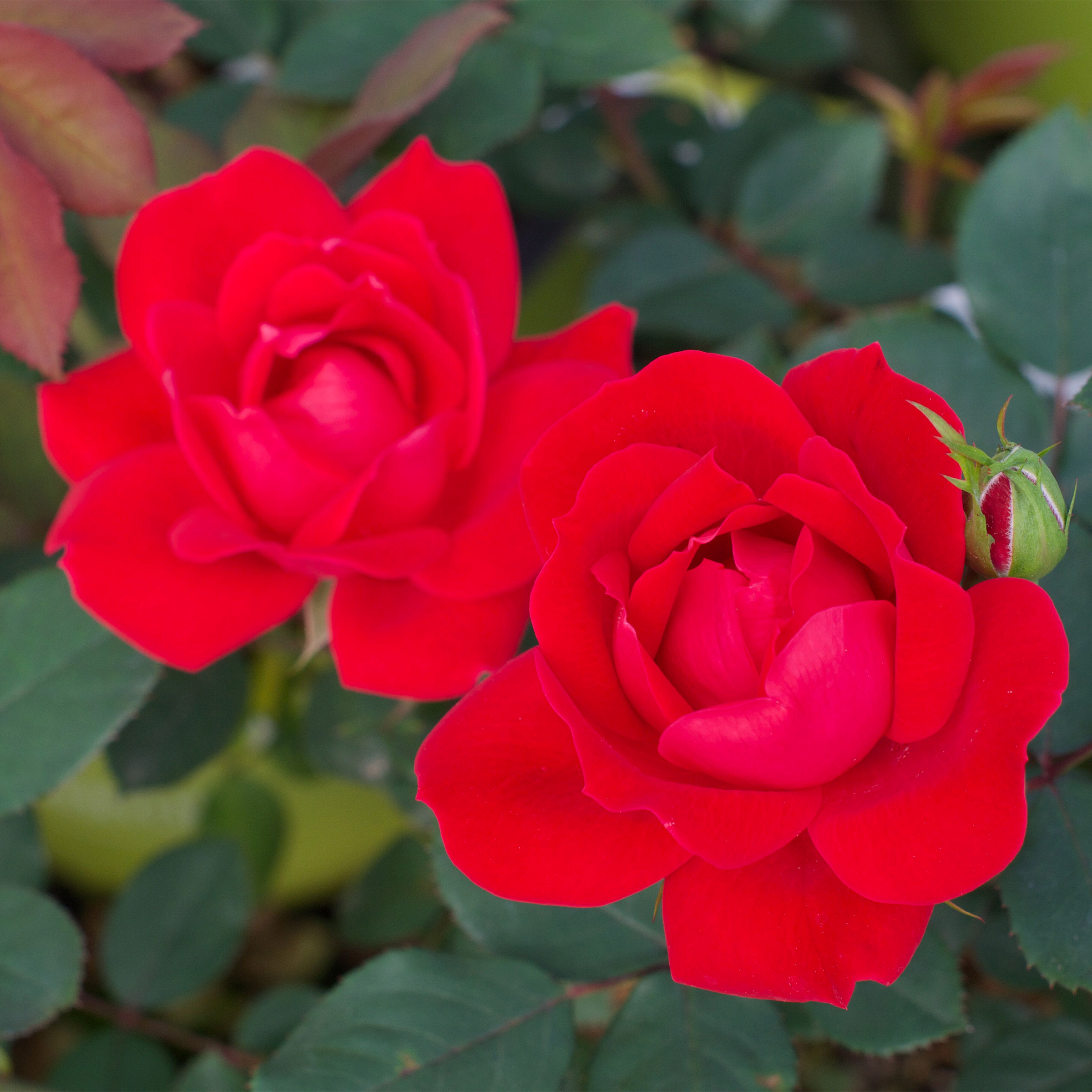 Enlarge Product Preview 2