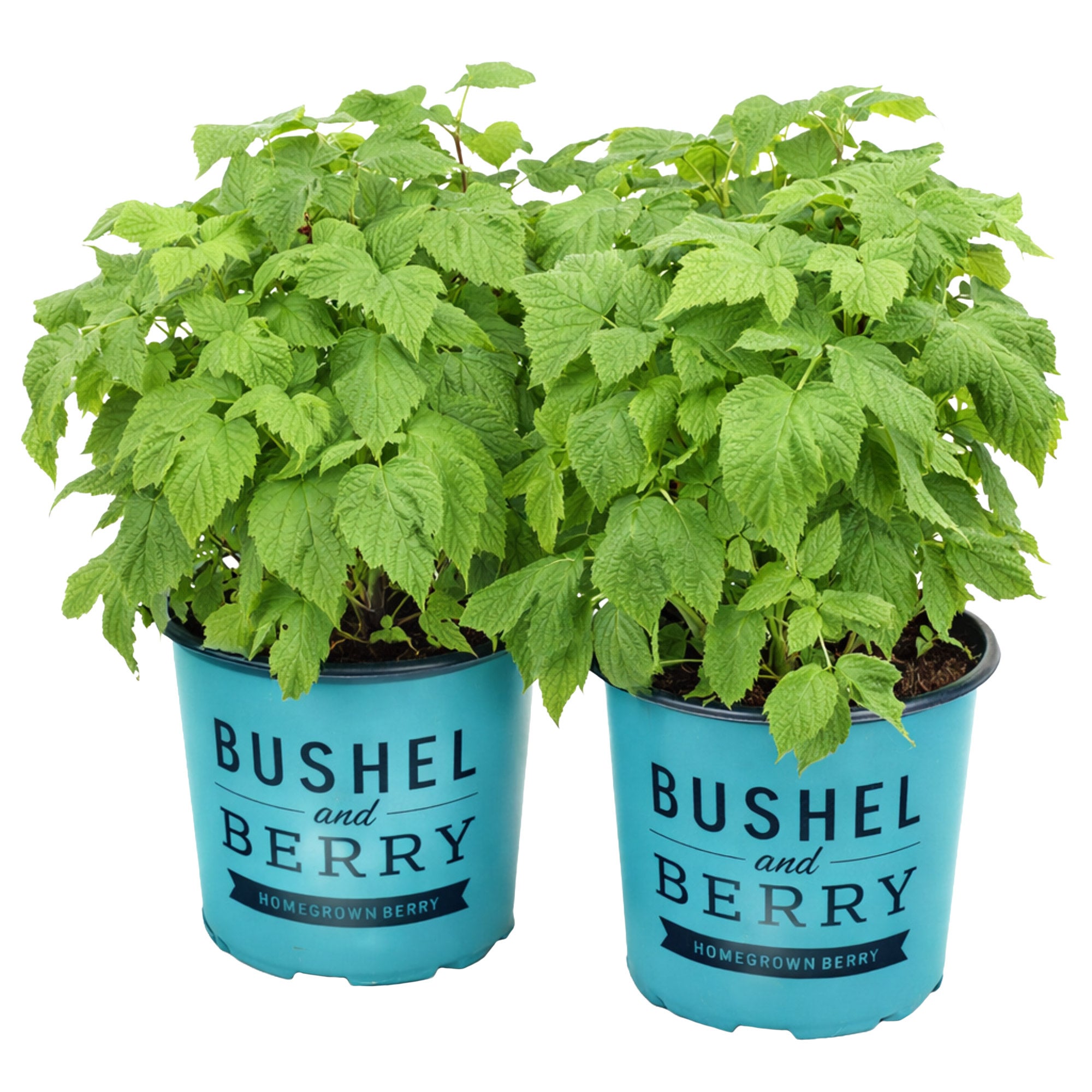 money tree growth Mini Money Tree Desktop Plant‎ for growing good fortune main image 0