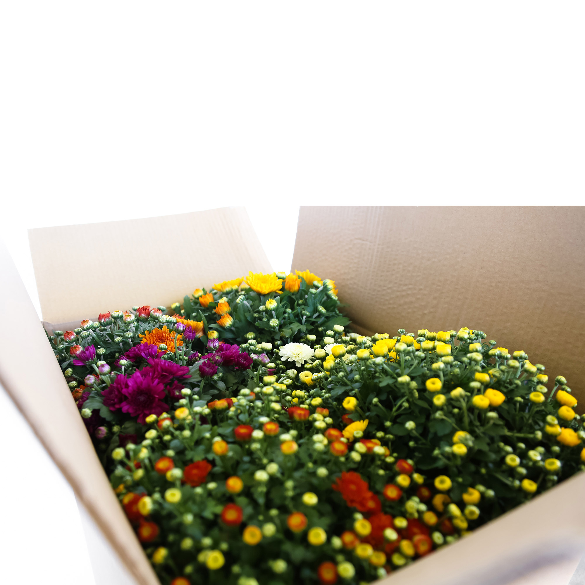 Enlarge Product Preview 4