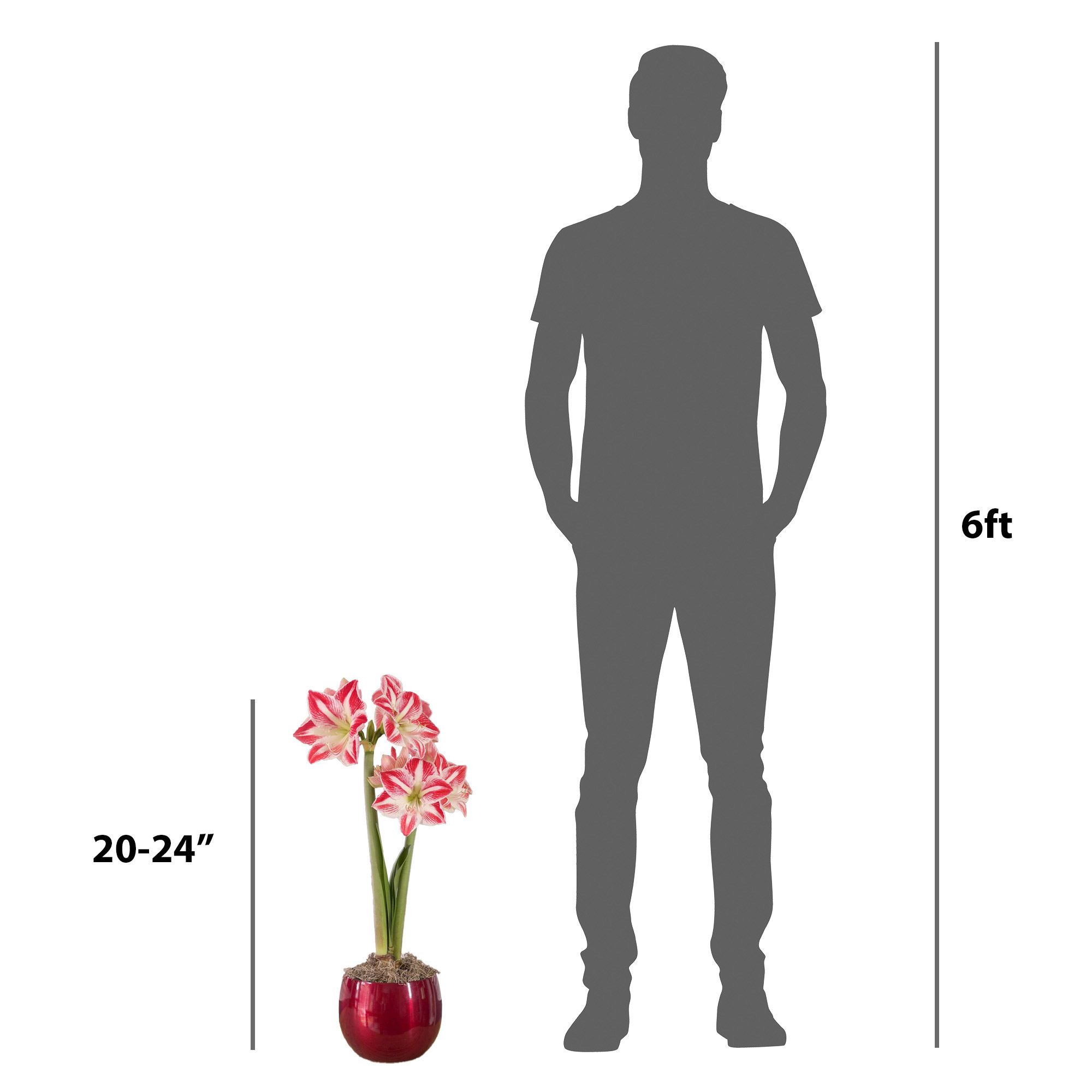 Enlarge Product Preview 2 Successfully Enriched by automation Job.