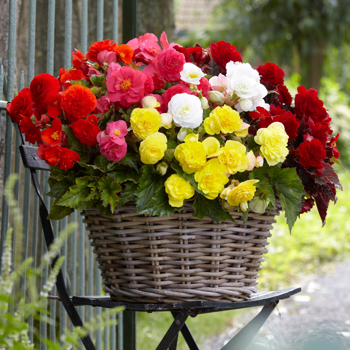 Pre-Planted Begonias (Assorted Double, Includes 5 Bulbs) | Costco