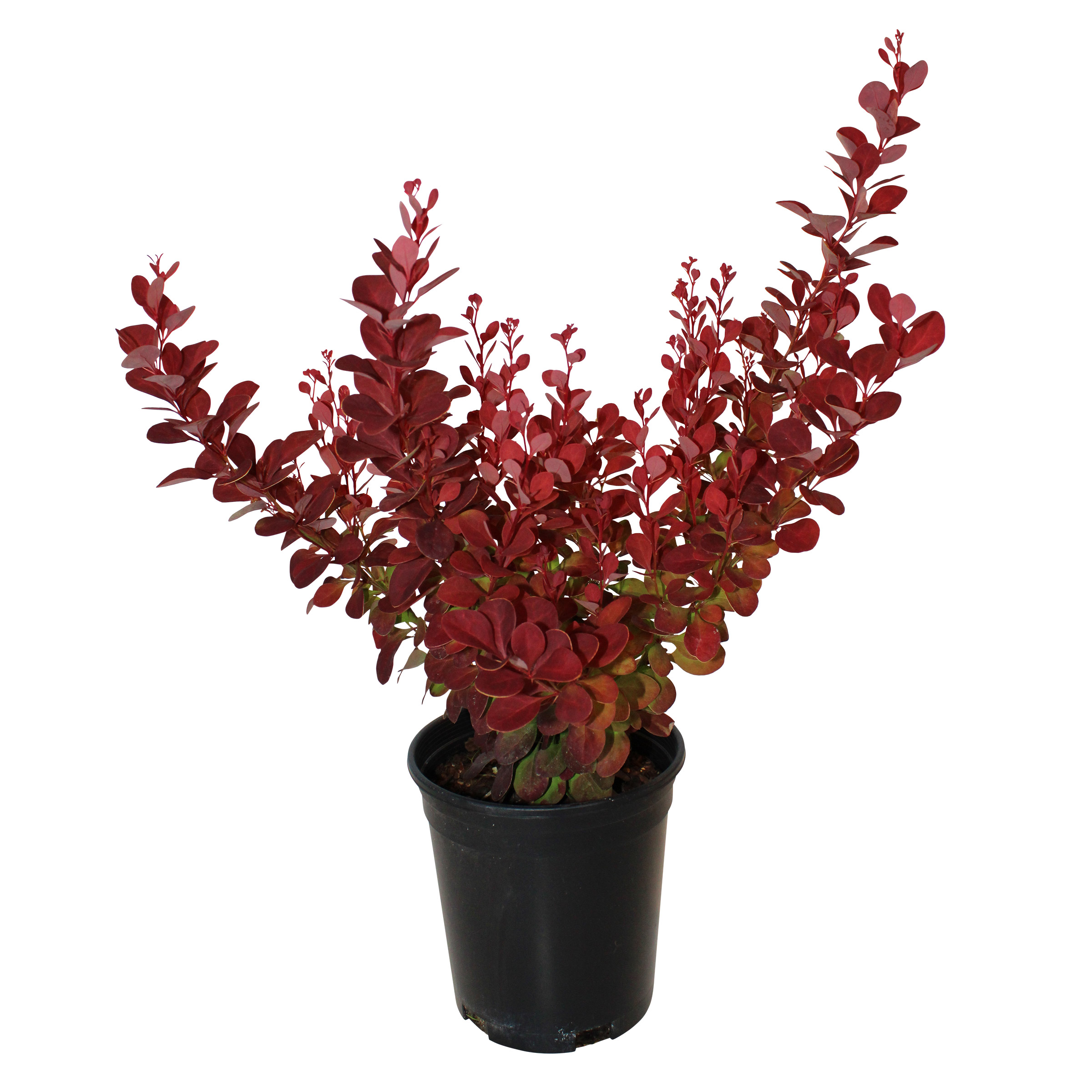 Enlarge Product Preview 2