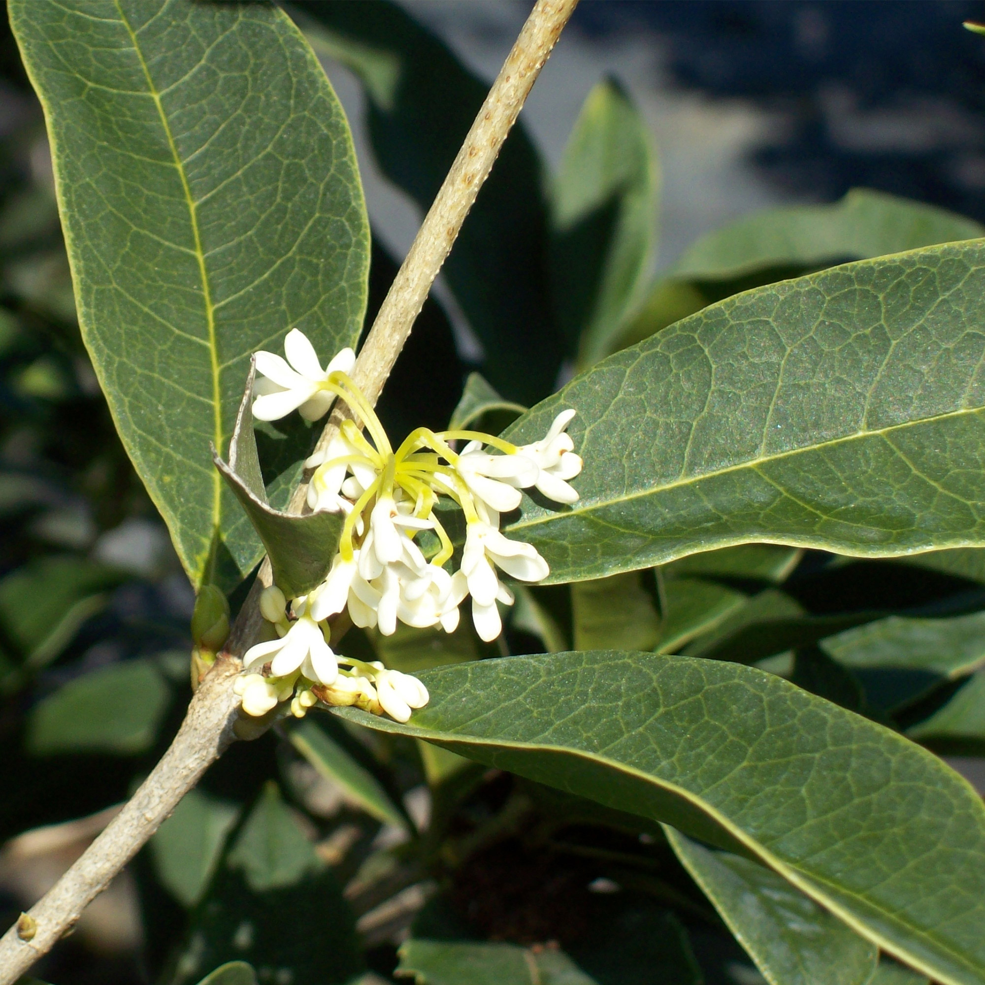 Enlarge Product Preview 6