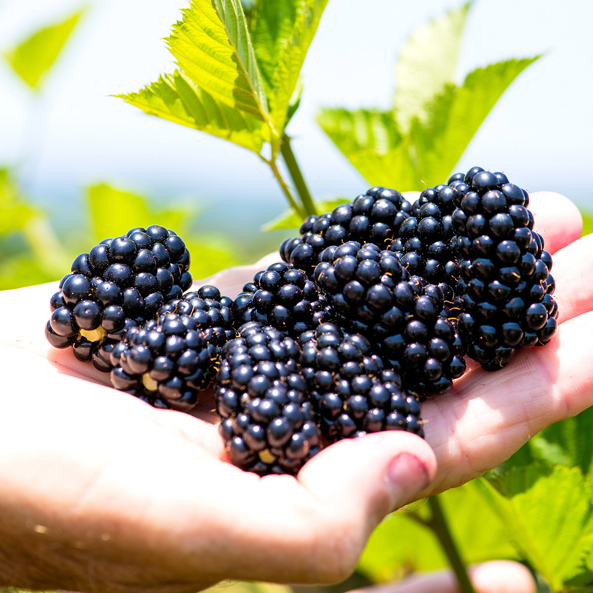 Enlarge Product Preview 6