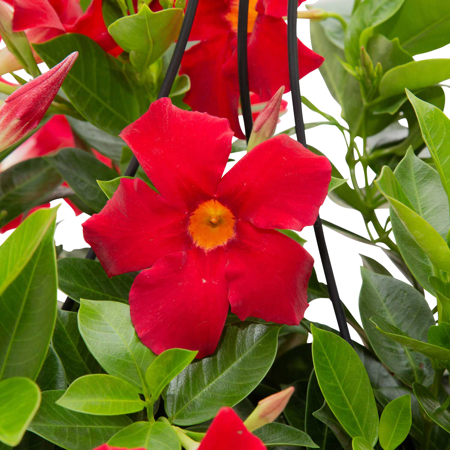 Costa Farms XL Mandevilla Teepee Flowering Plant in Nursery Pot