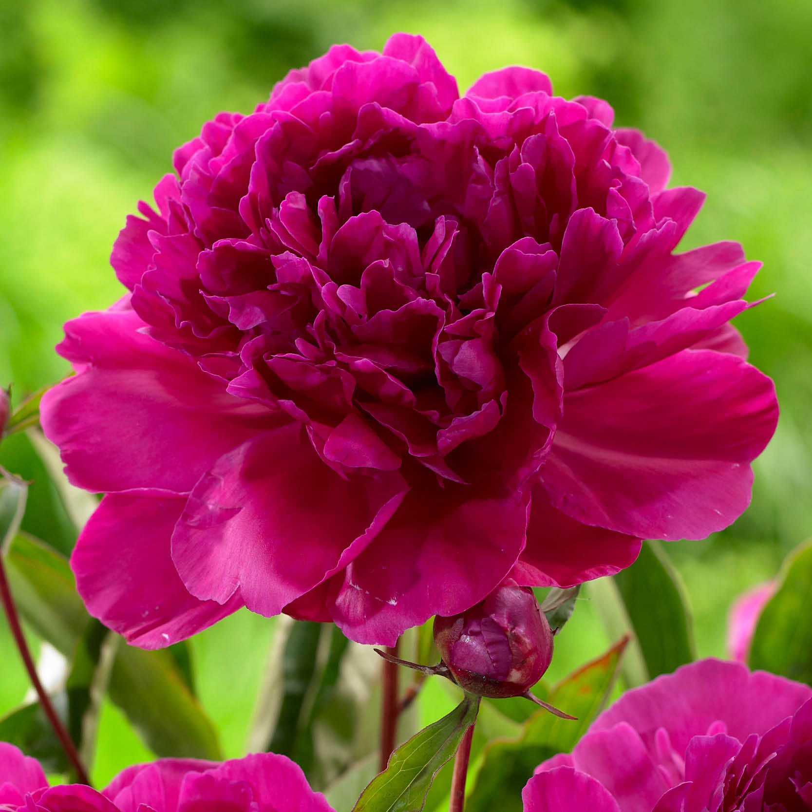 Enlarge Product Preview 3