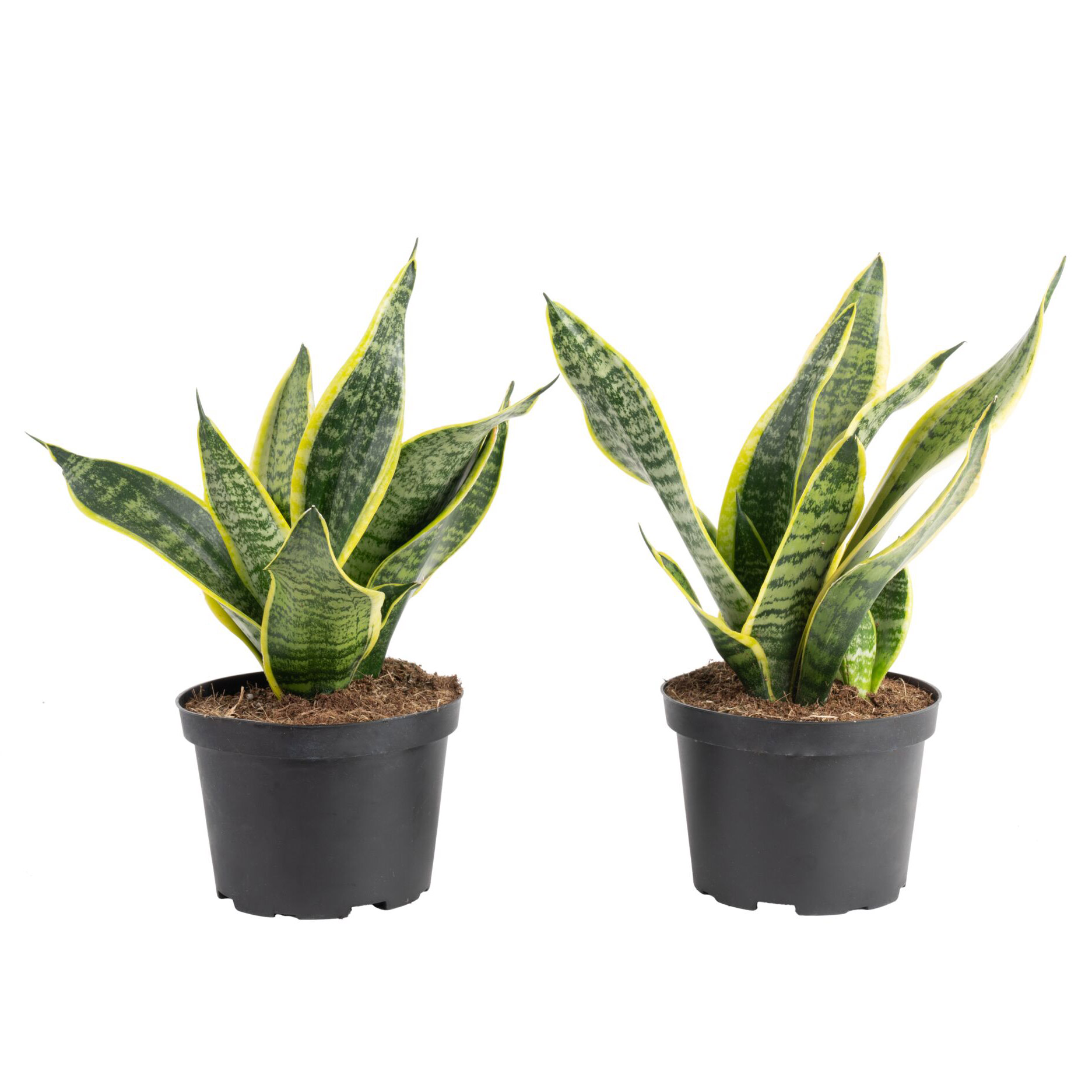 Costa Farms Sansevieria  Snake Plant  Houseplant in Nursery Pot  2-pack