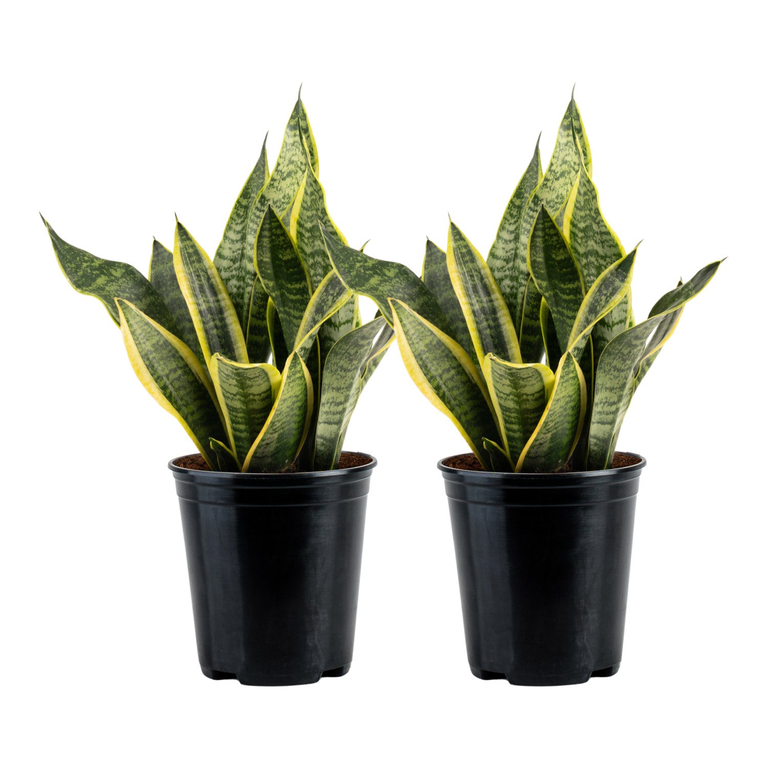 Costa Farms Sansevieria, Snake Plant, Houseplant in Nursery Pot, 2-pack |  Costco