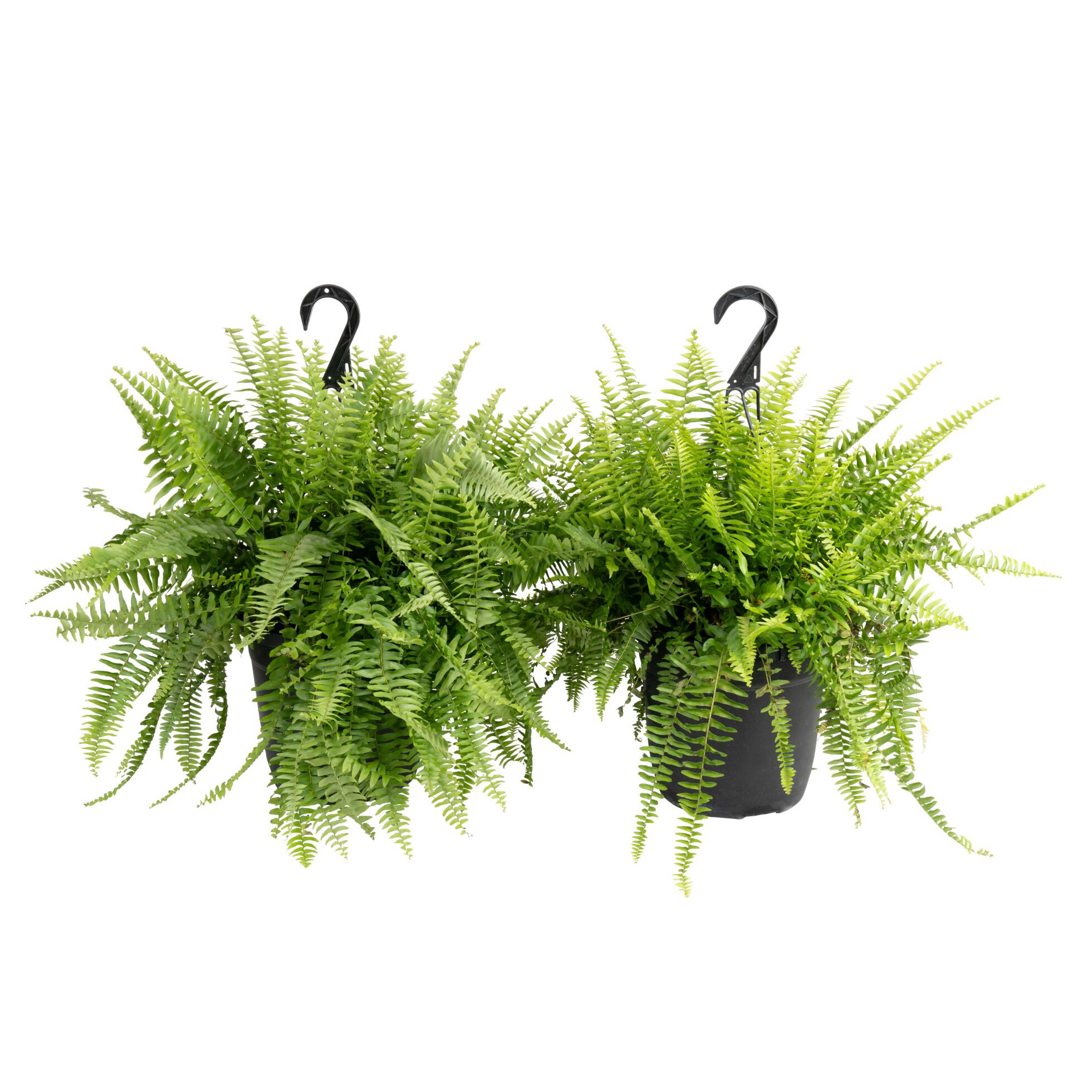 Easy to Care Boston Fern Houseplant in 10 in. Nursery Pot  2-pack