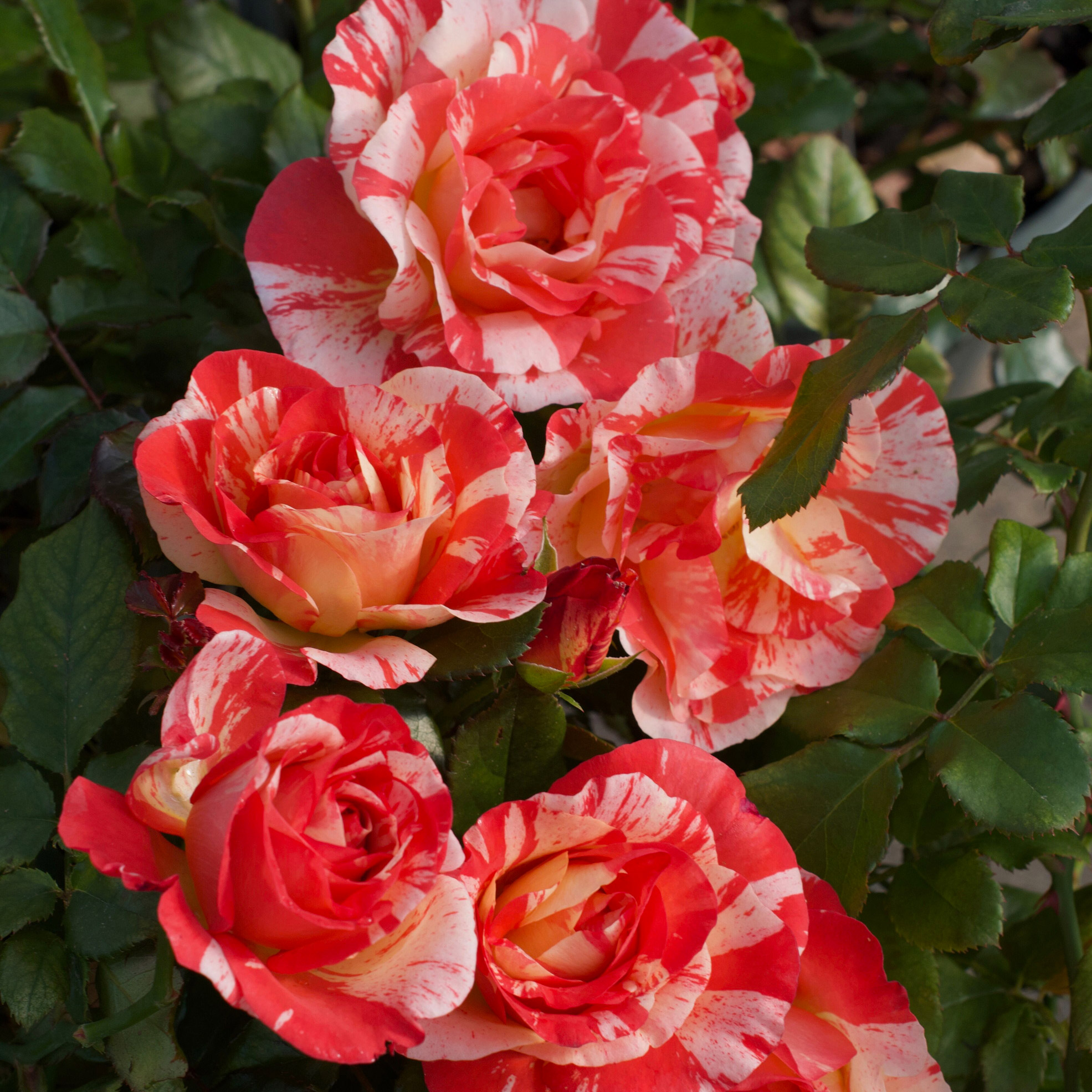 Enlarge Product Preview 3