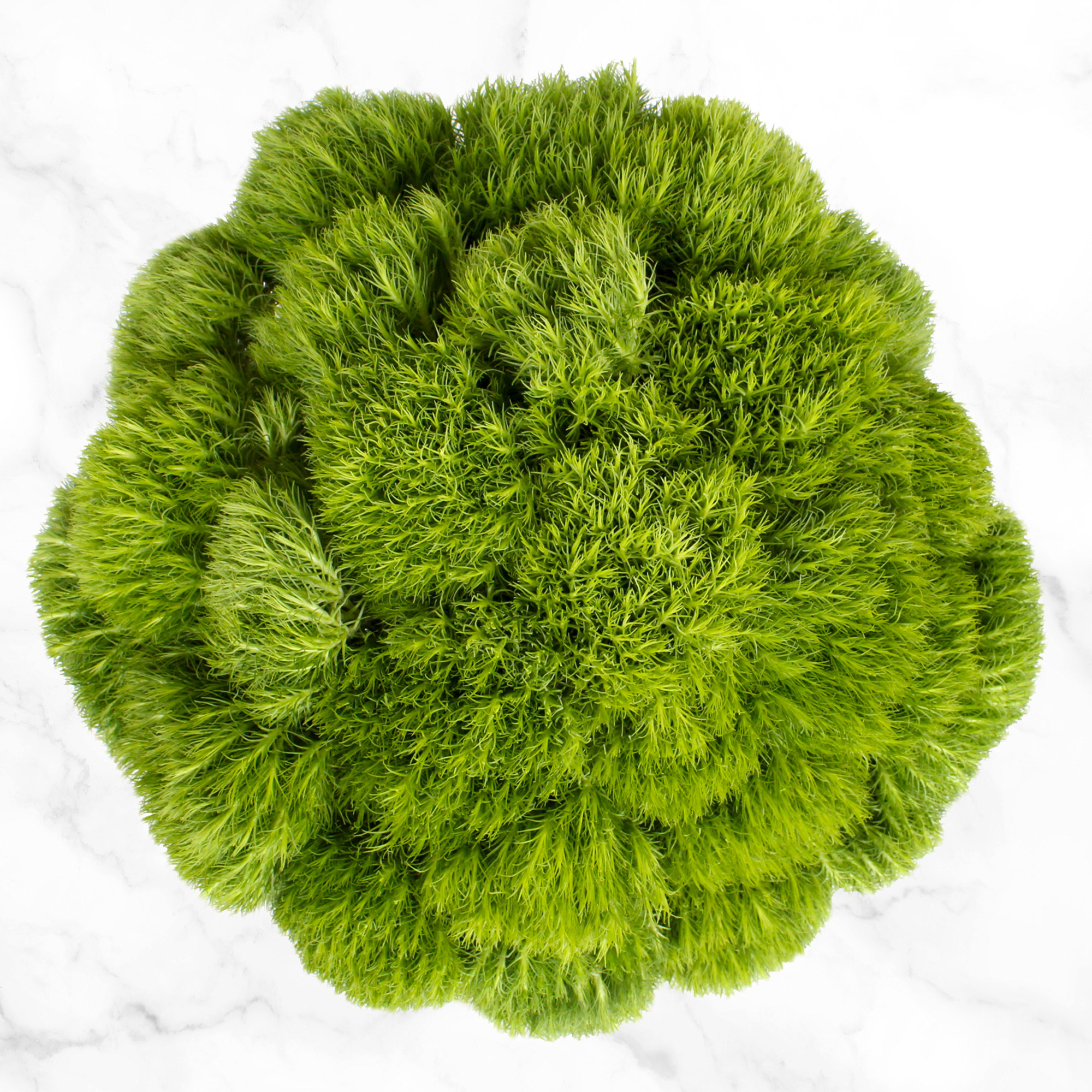 Enlarge Product Preview 4