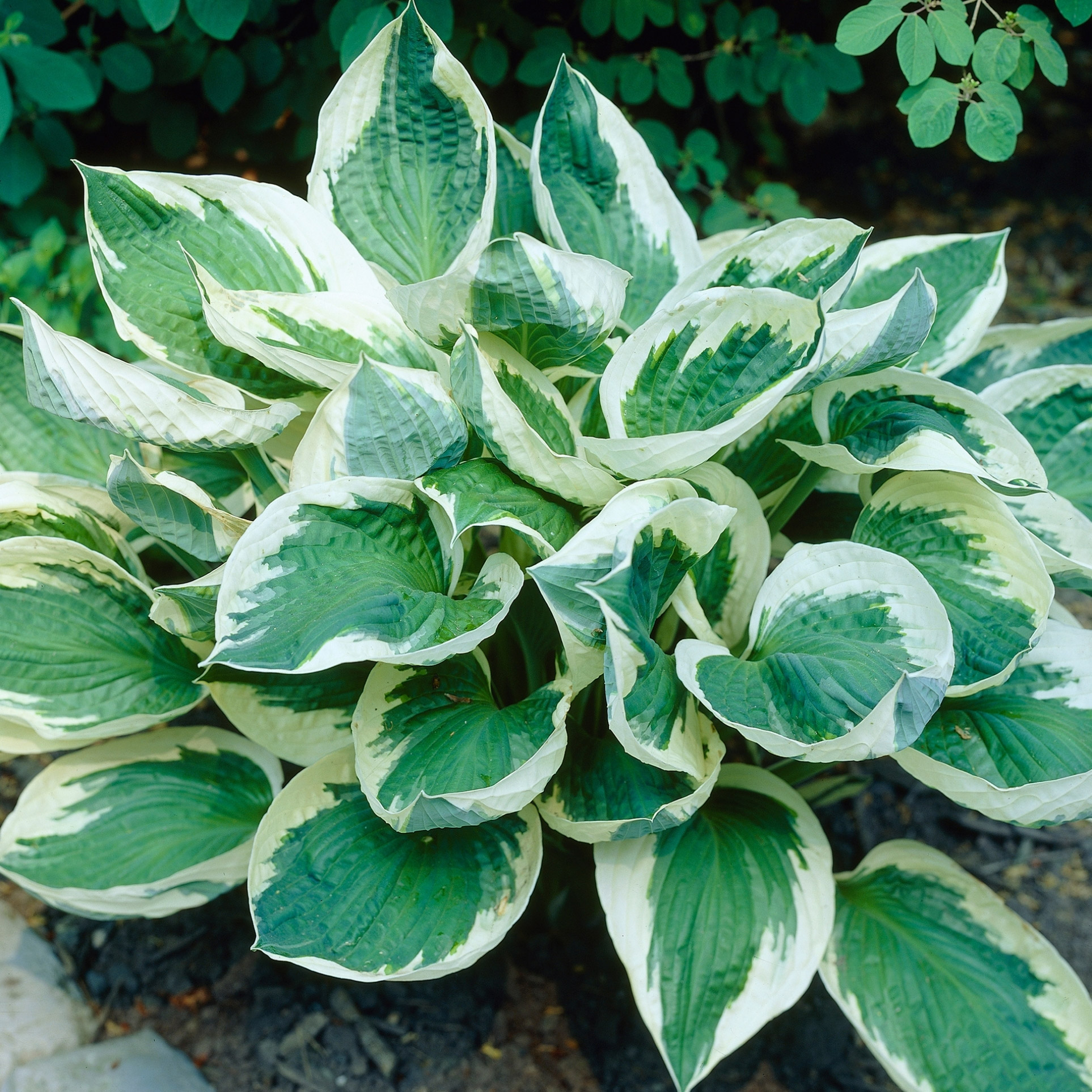 Enlarge Product Preview 10 Successfully Enriched by automation Job.