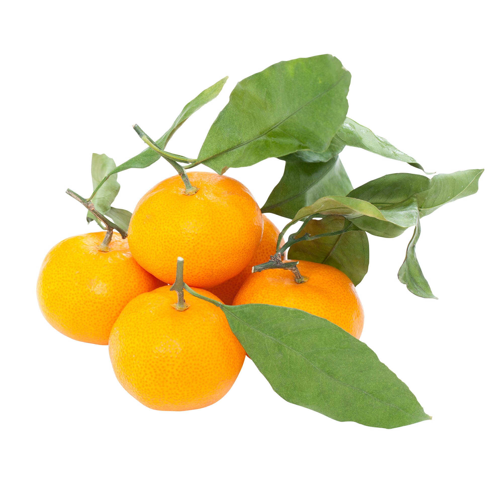Stem & Leaf Satsumas