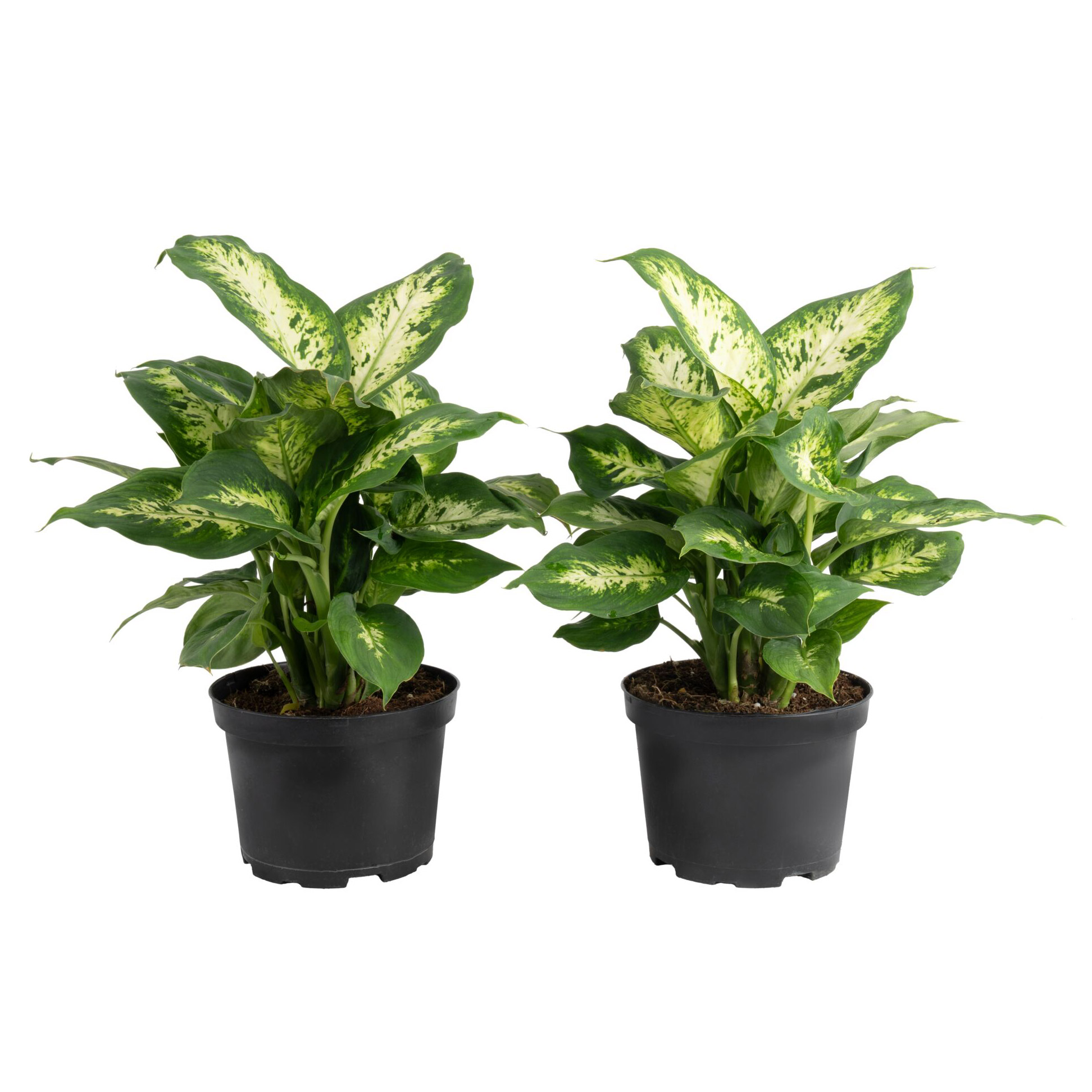Costa Farms Dieffenbachia Houseplant in Nursery Pot  2-pack
