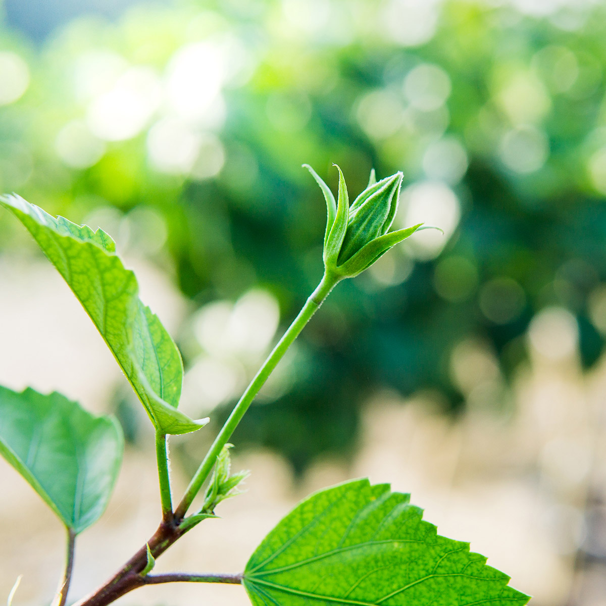 Enlarge Product Preview 2