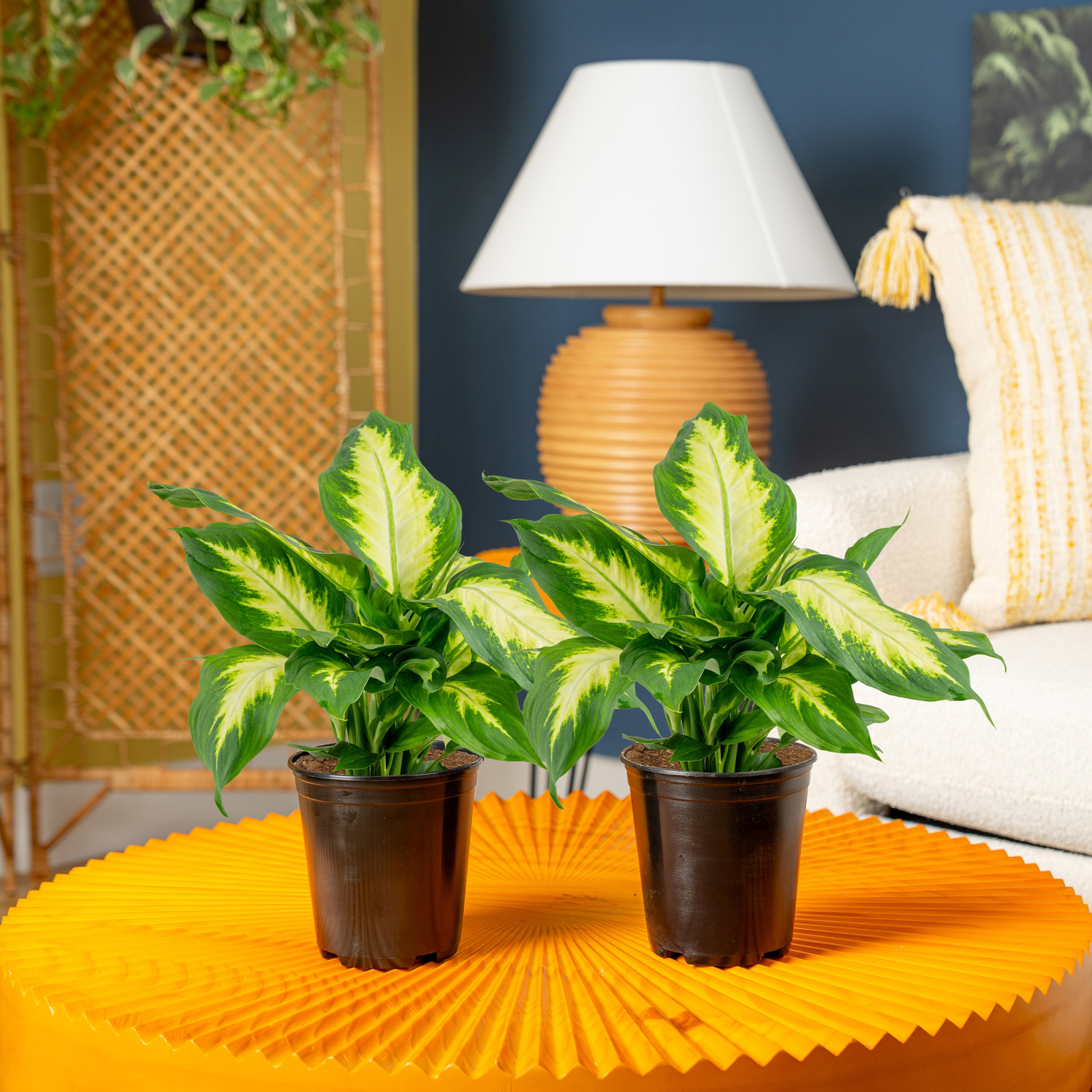 Enlarge Product Preview 2 Successfully Enriched by automation Job.