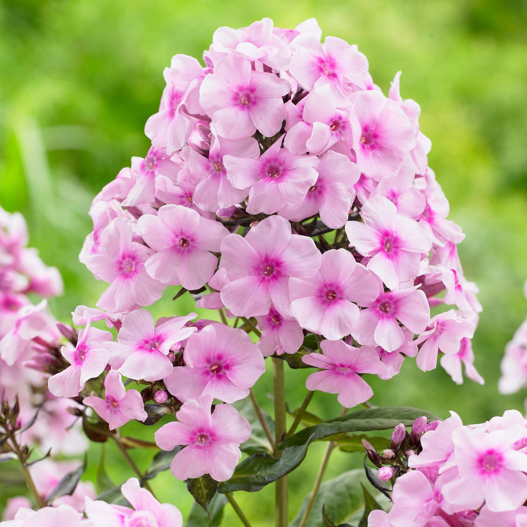 Enlarge Product Preview 35