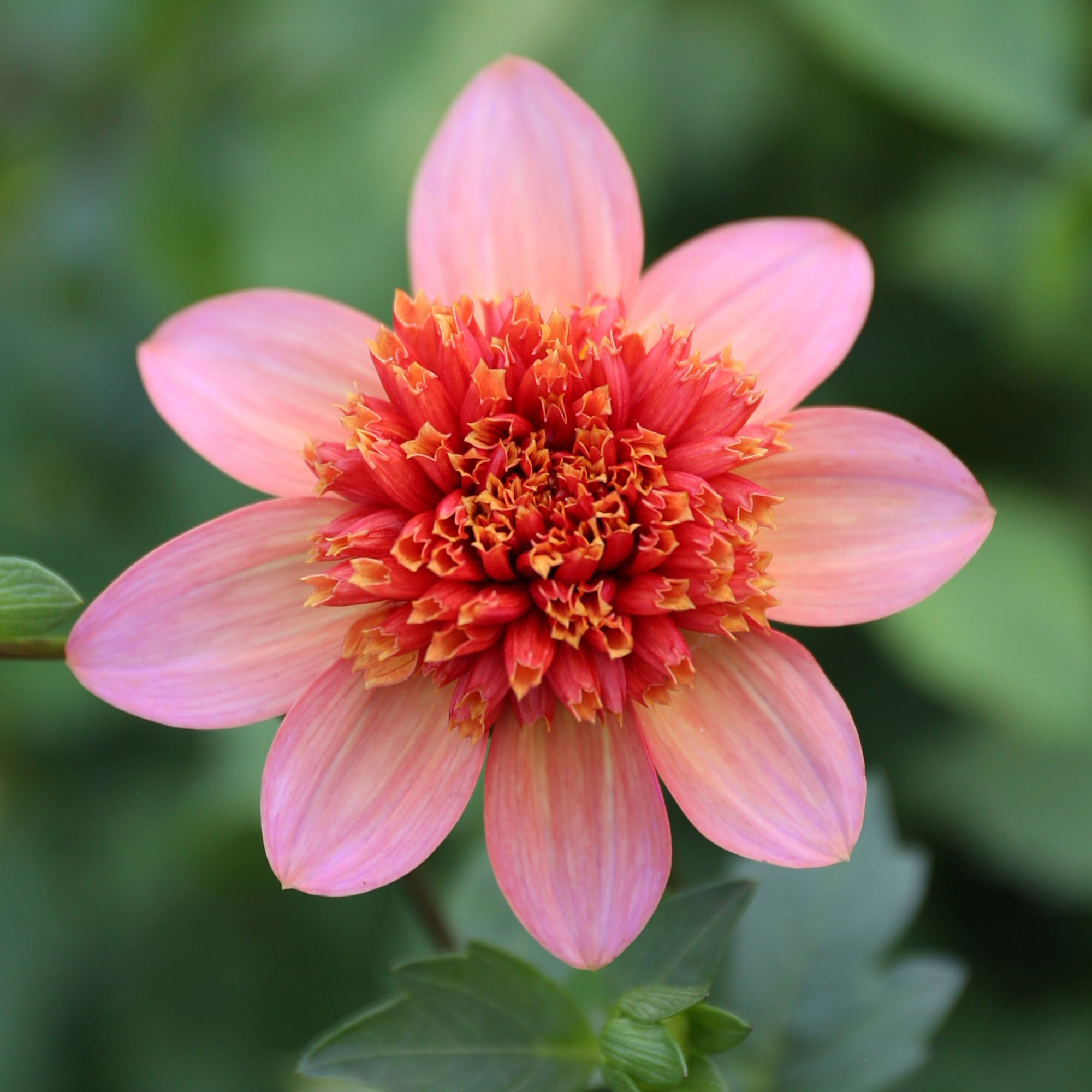 Longfield Gardens Dahlia Collections