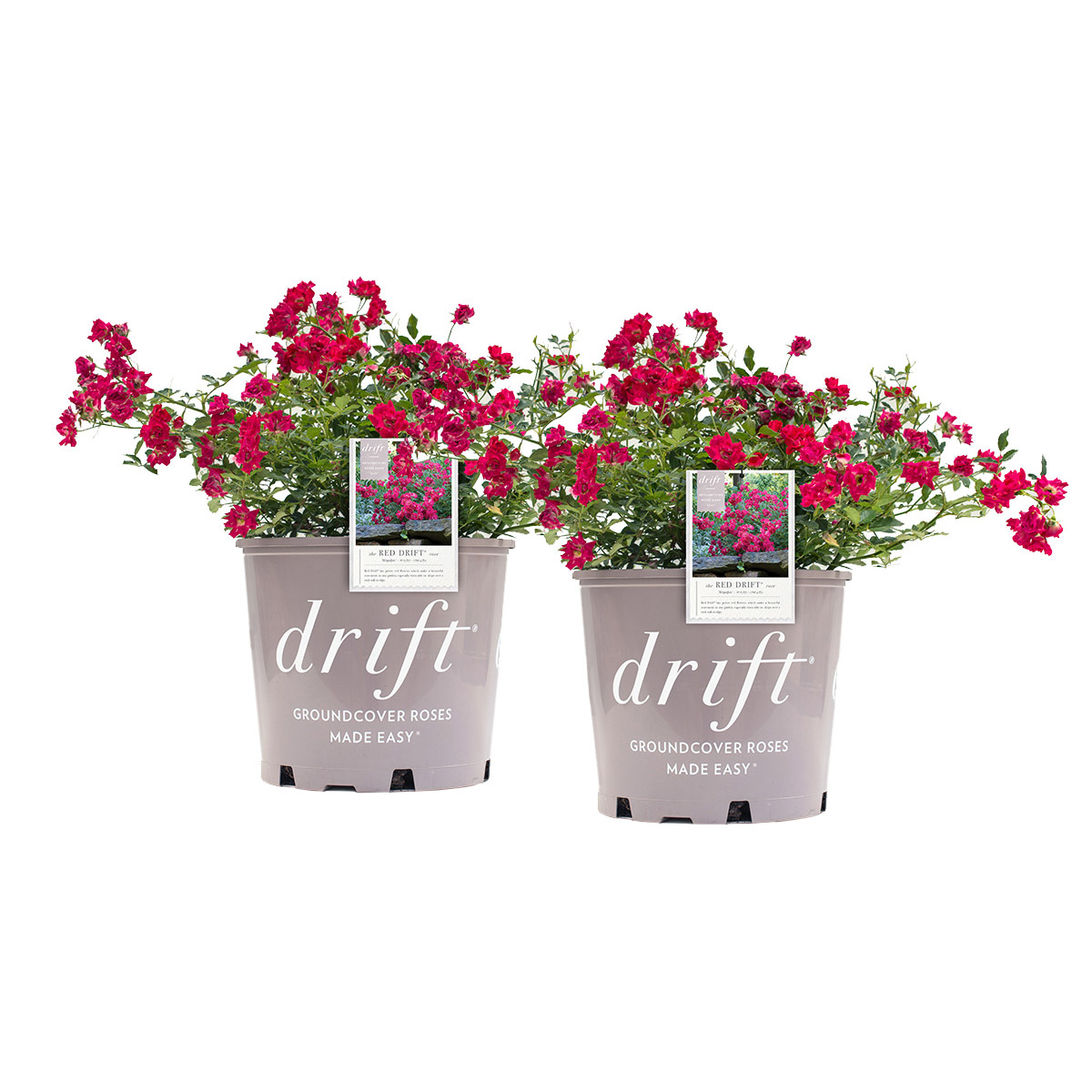 Drift Rose Bush 3 Gal.  2-pack