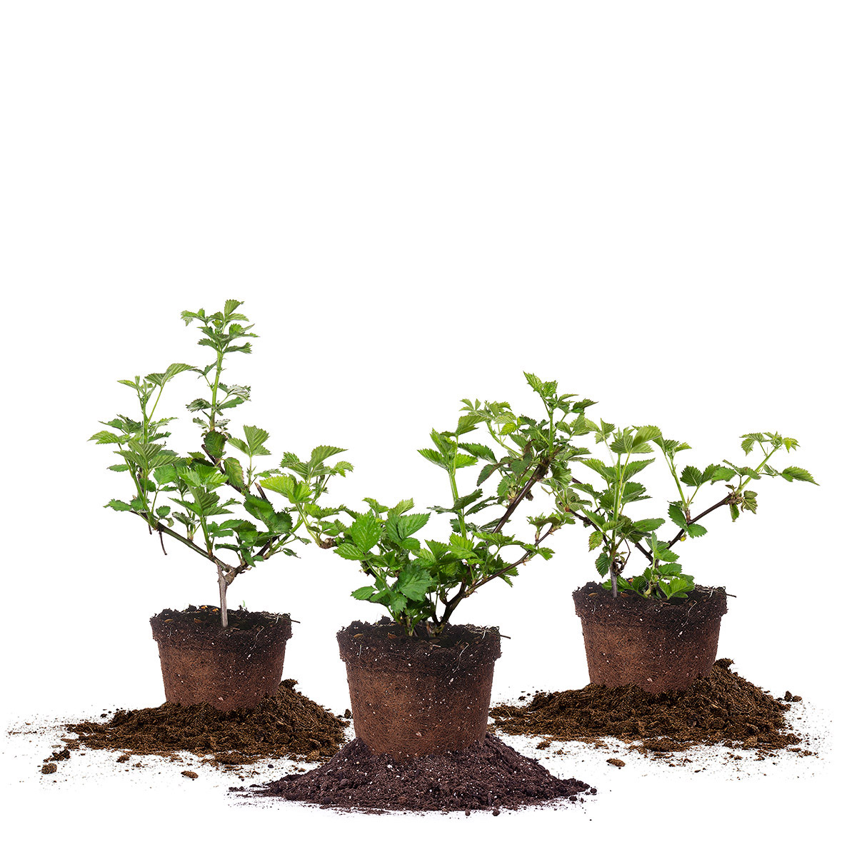 Berry Bush Collection  3-pack