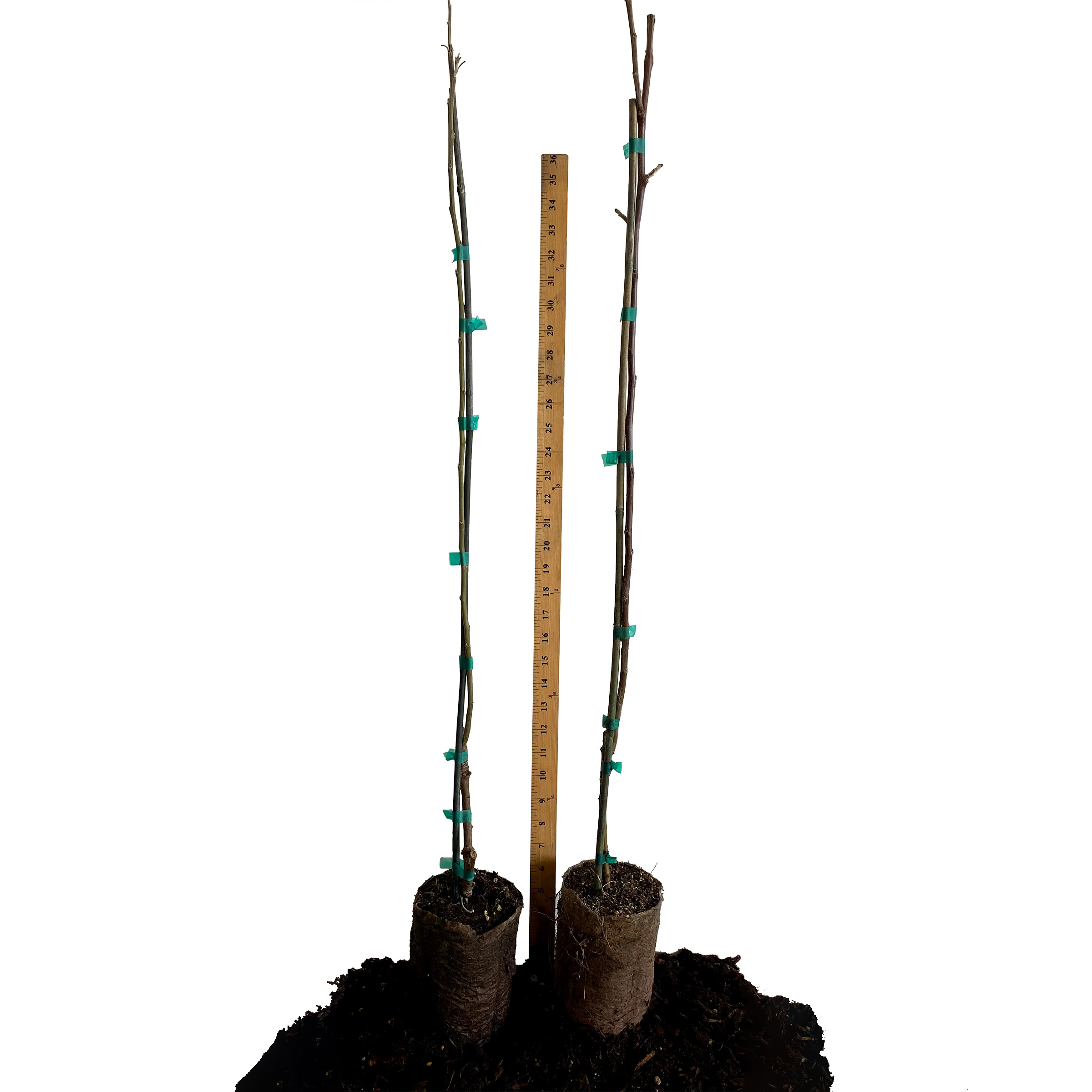 Enlarge Product Preview 2