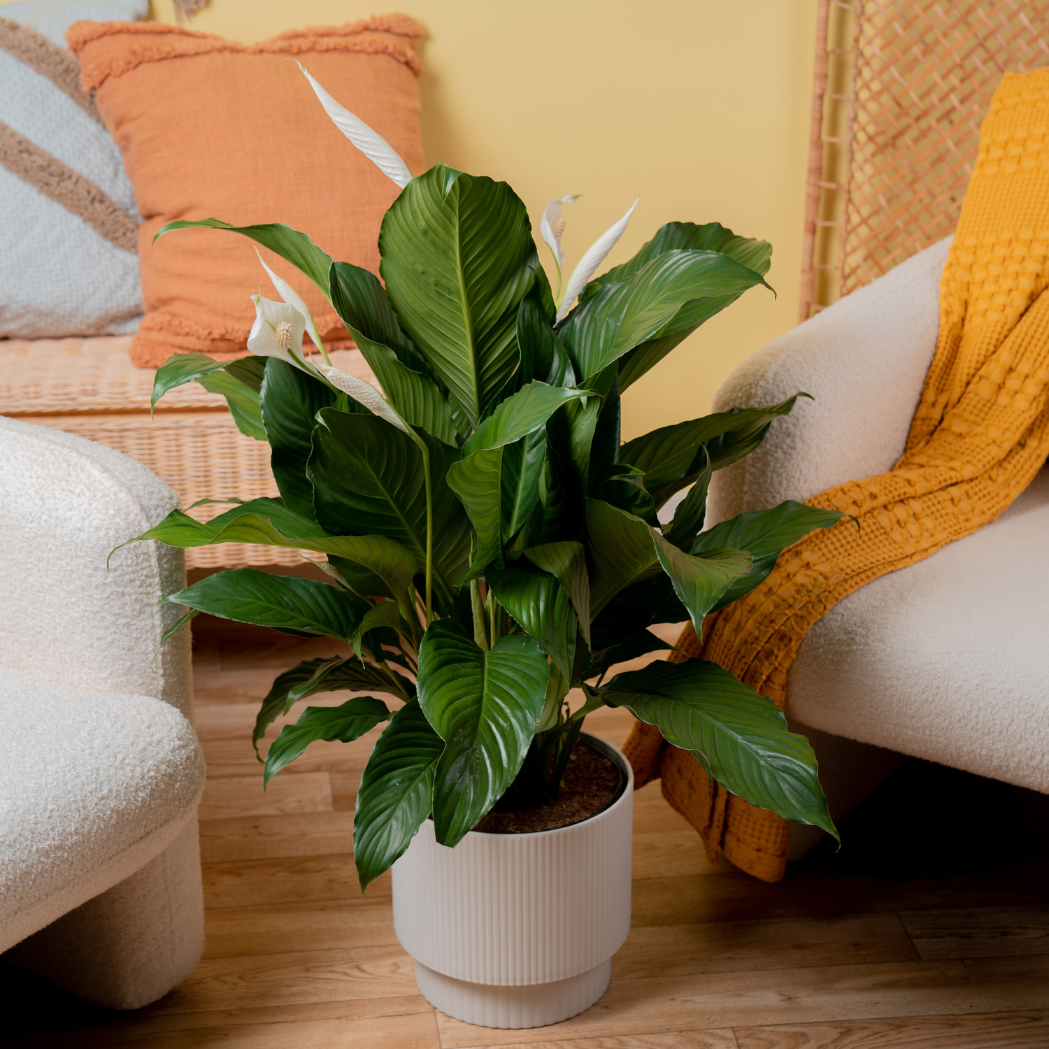 Enlarge Product Preview 2 Successfully Enriched by automation Job.