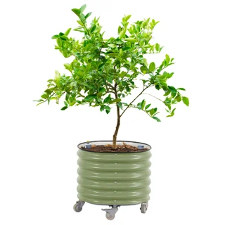 Vego Garden Self-Watering Rolling Citrus Tree Planter, Green