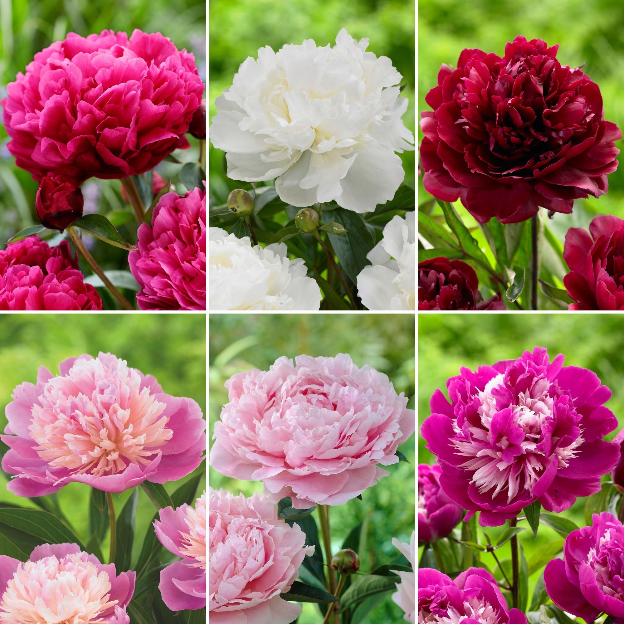 Longfield Gardens Classic Peony Collection, 8 Plants | Costco