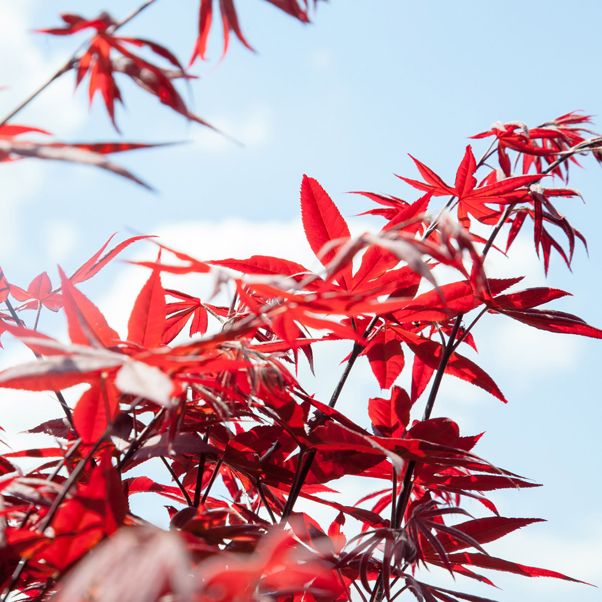 Enlarge Product Preview 2