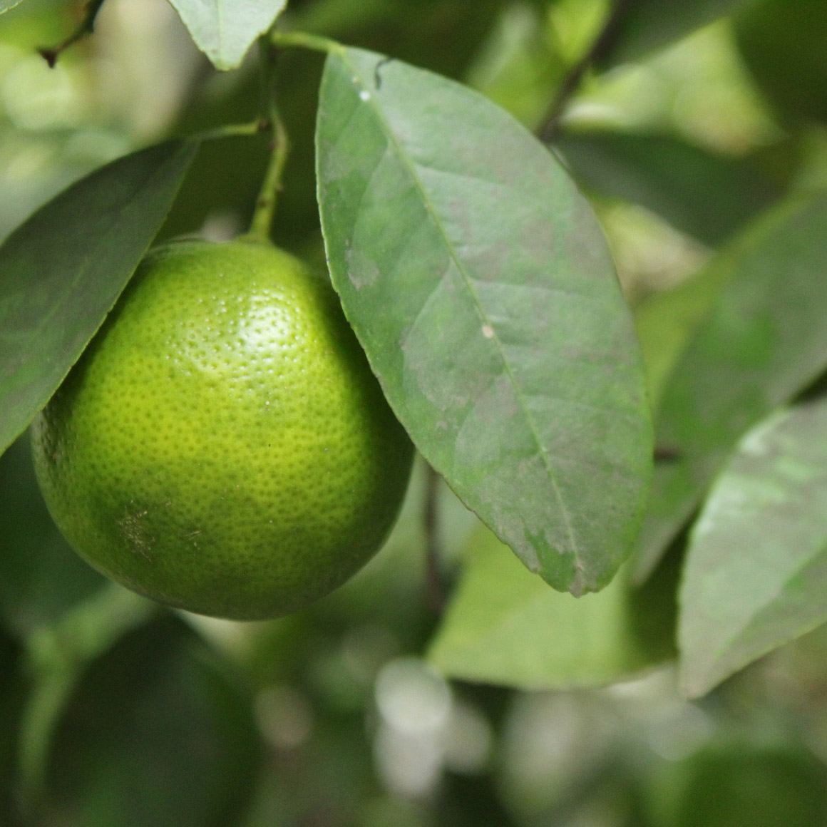 Enlarge Product Preview 2