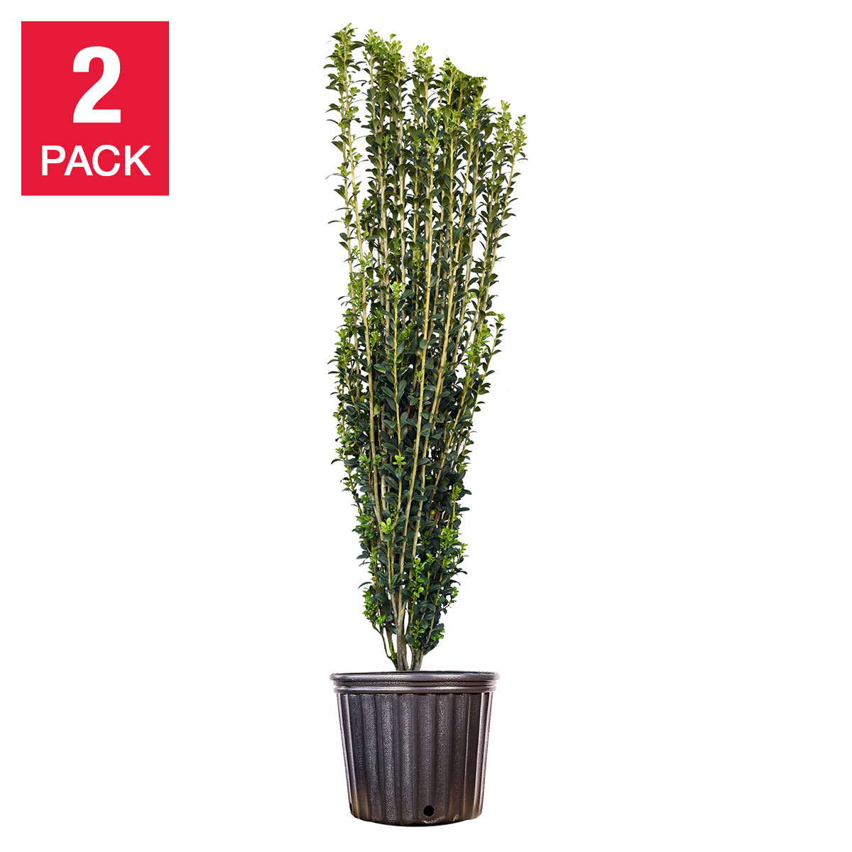 Ilex Sky Pencil Plant  2-pack