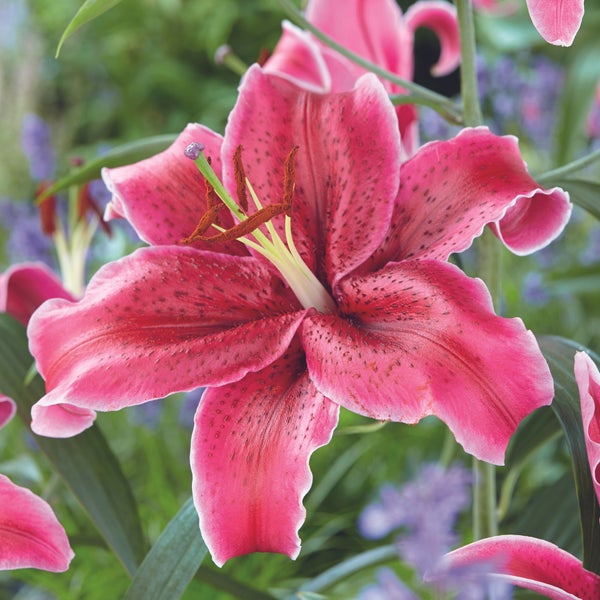 Longfield Gardens Lily Collections, 40-count | Costco Longfield Gardens Lily Collections, 40-count | Costco