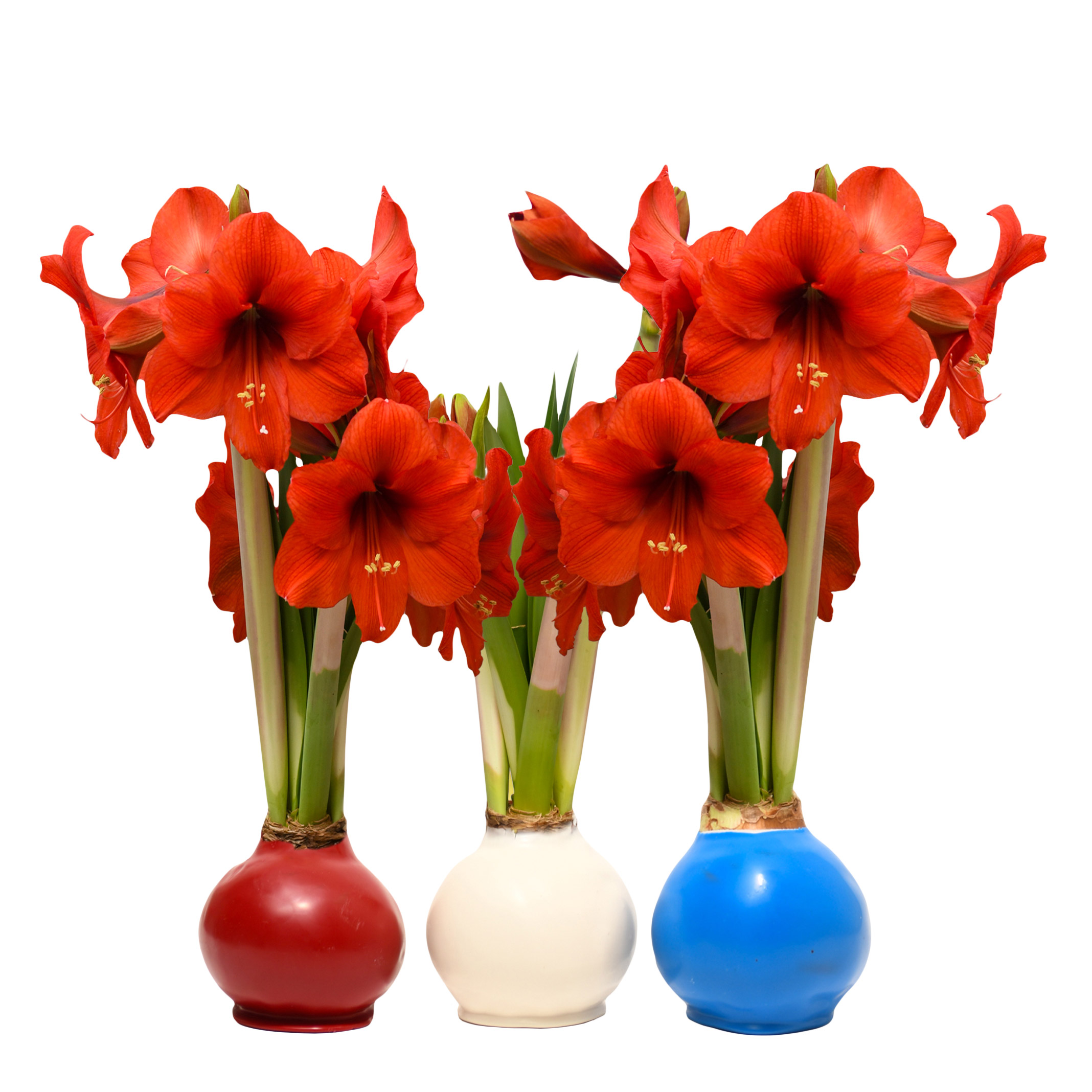 Bloomaker Summer Waxed Amaryllis Trio Red Bloom Bulbs | Costco