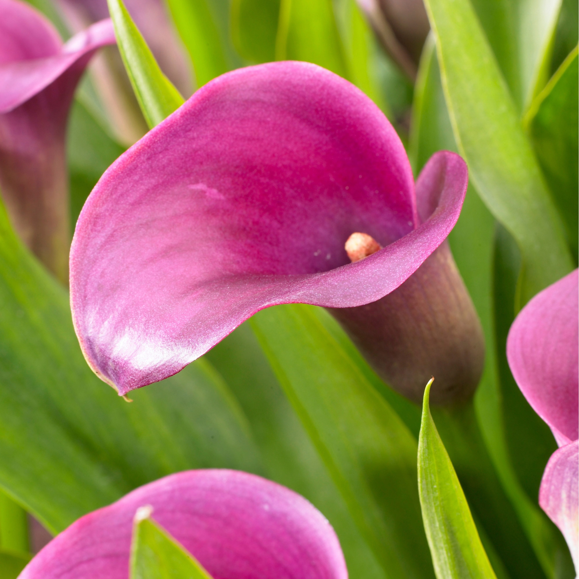 Enlarge Product Preview 4