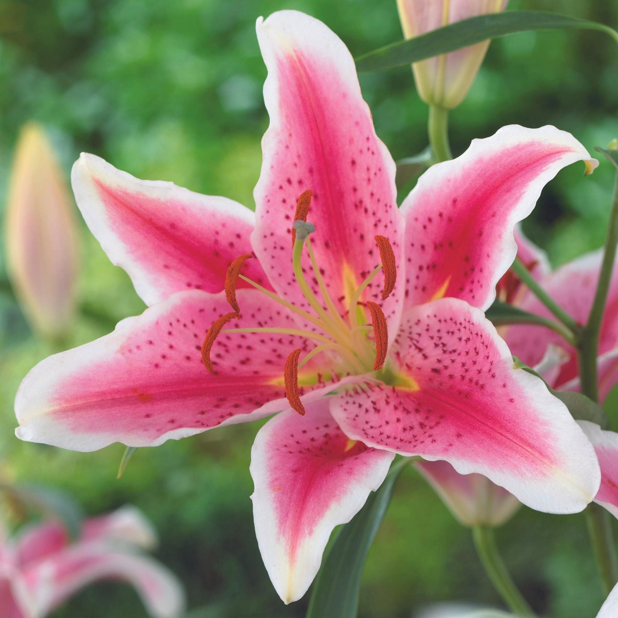 Enlarge Product Preview 8 Successfully Enriched by automation Job.