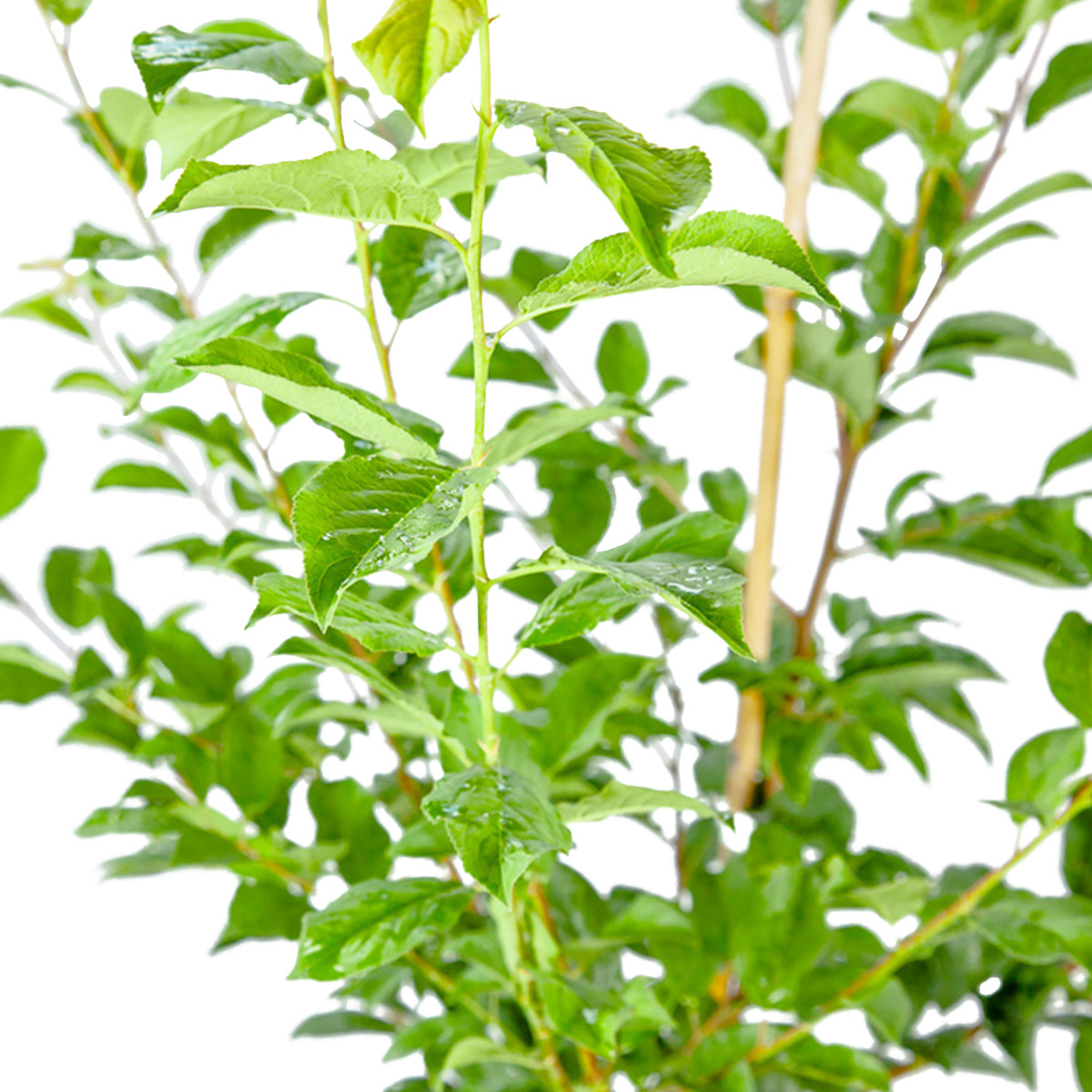 Enlarge Product Preview 5