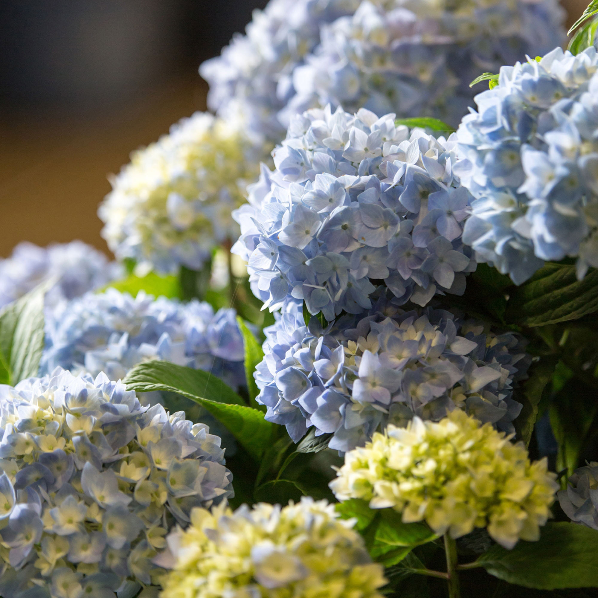 hydrangea様 リクエスト 3点 まとめ商品 Longfield Gardens Blue Hydrangea's, 3-pack | Costco