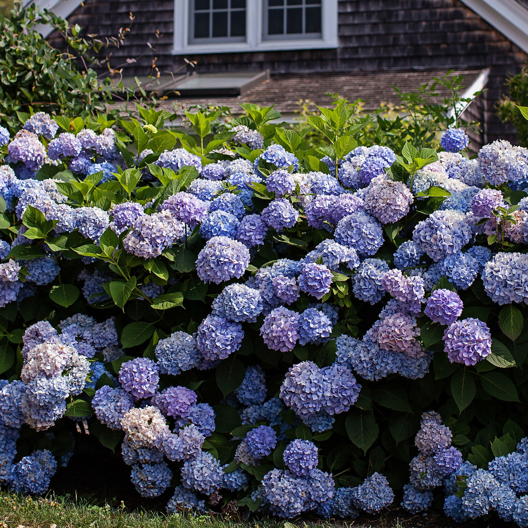 Longfield Gardens Blue Hydrangea's, 3-pack | Costco
