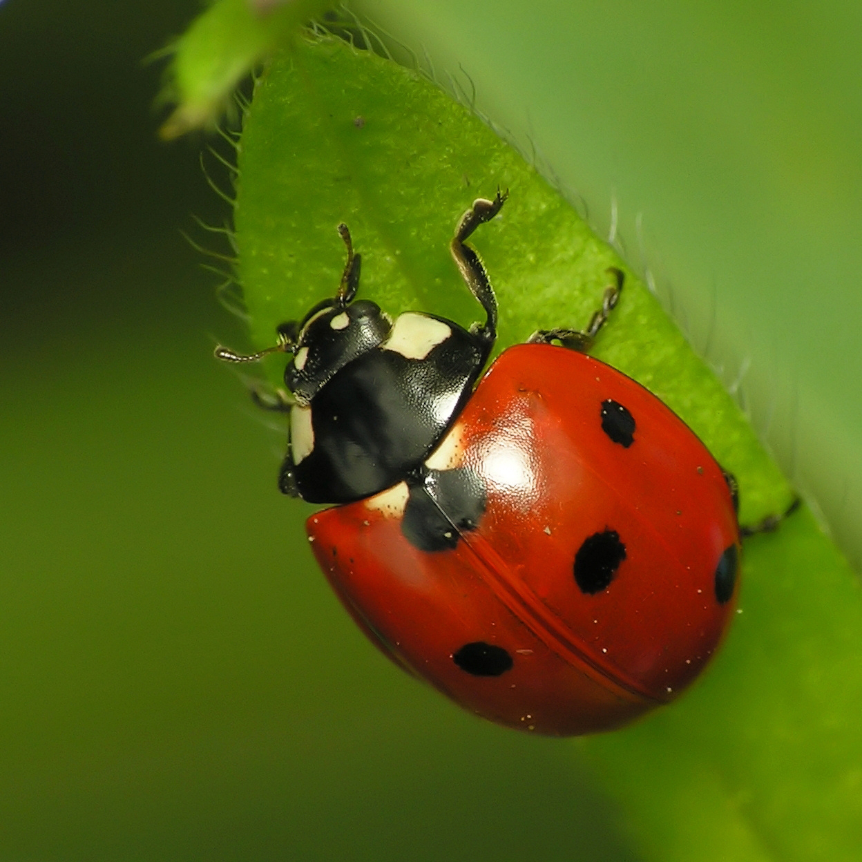500 Live Ladybugs for Aphid Control