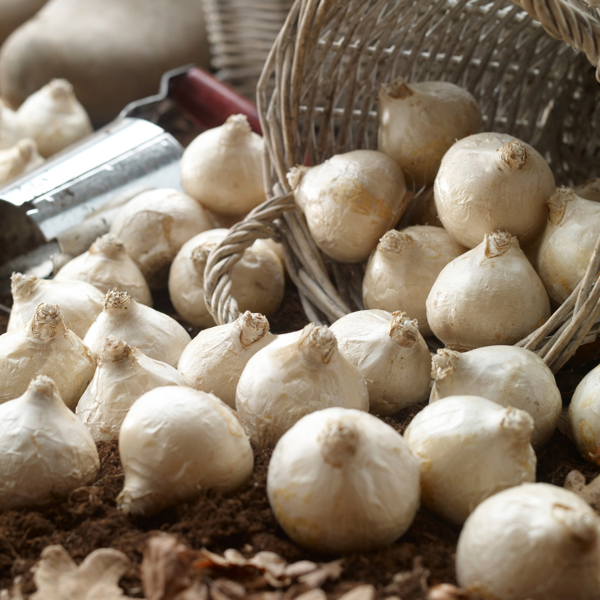 Enlarge Product Preview 6