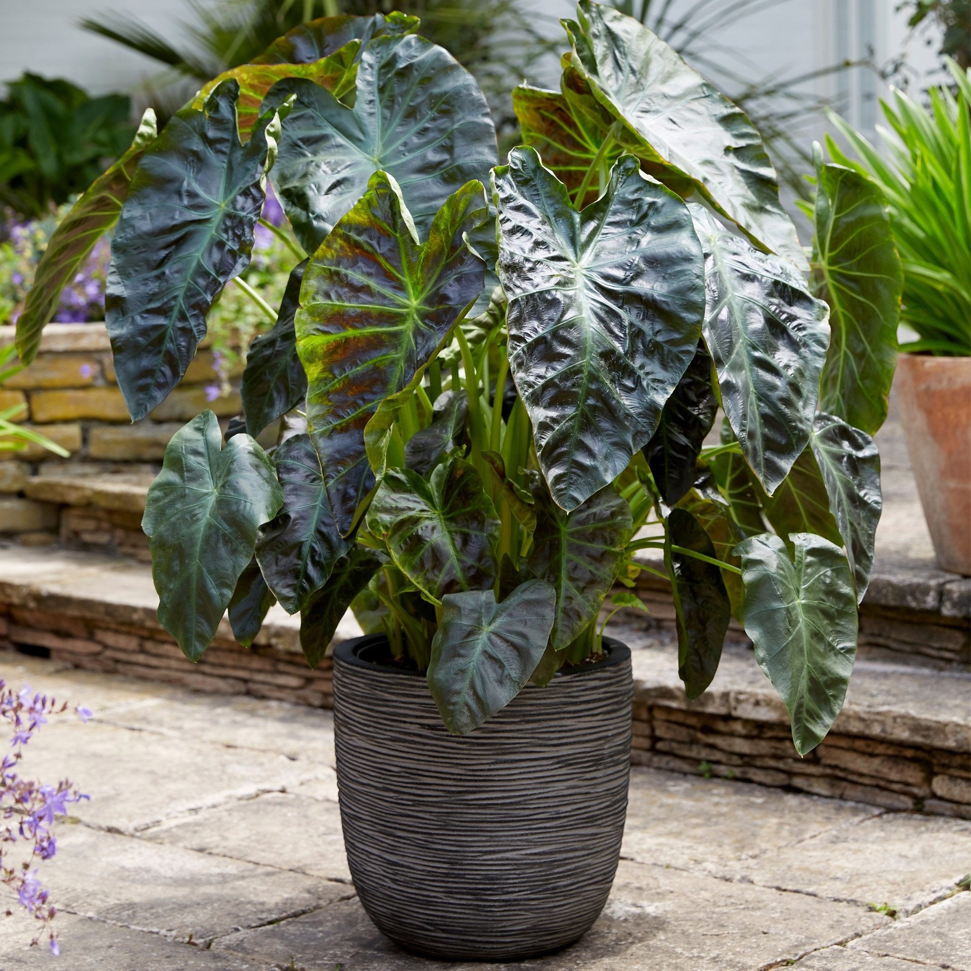 Enlarge Product Preview 2