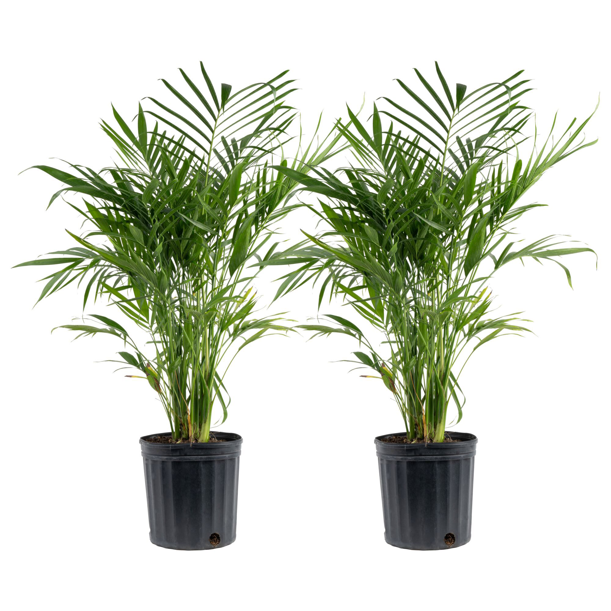 Costa Farms Cat Palm Tree  Houseplant in  Nursery Pot  2-pack