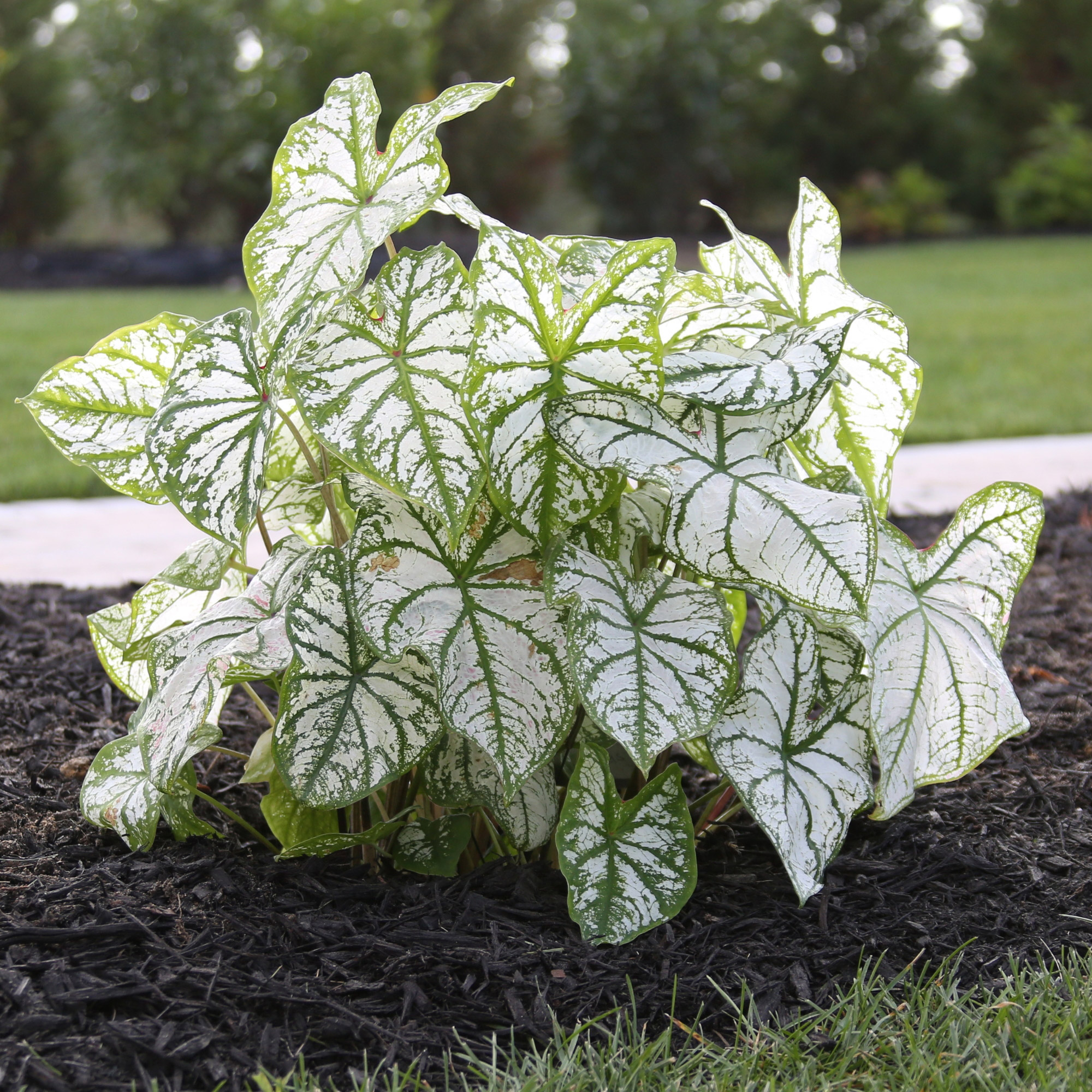 Pre-order Longfield Gardens Caladiums