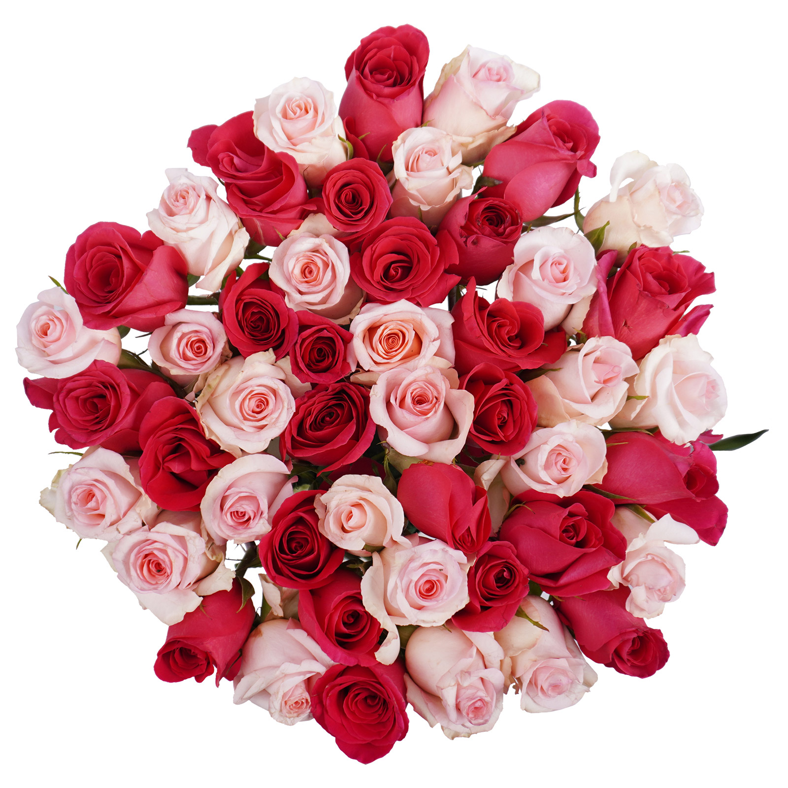 Roses, 48 Stems, Mixed Pinks